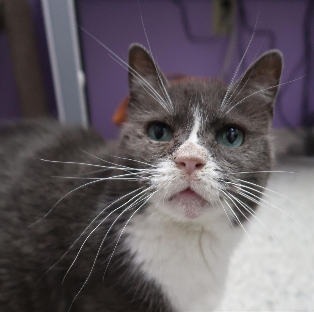 (Swipe to see sweet Hope playing in action.) Hope may be FIV+, but she is the most deserving, lovable, and charming girl! She is 3 years old and has the prettiest turquoise eyes we’ve ever seen! She has come SO FAR with her trust in people while at Cat Haven, sometimes we can’t believe the more social butterfly was once extremely shy and reserved! She is light on her feet and likes sneaking out of her room for a quick stroll around the adoption center and then will scurry back when she is caught! She has the sweetest, most tender loving soul and we hope that together, we can find Hope her perfect home! 

THANK YOU @emm_lit for the pictures of Hope and for volunteering! 

For more information on FIV+ cats like Hope, send us a DM. 

<a target='_blank' href='https://www.instagram.com/explore/tags/hopeforhope/'>#hopeforhope</a> <a target='_blank' href='https://www.instagram.com/explore/tags/cathavenbr/'>#cathavenbr</a> <a target='_blank' href='https://www.instagram.com/explore/tags/adoptable/'>#adoptable</a> <a target='_blank' href='https://www.instagram.com/explore/tags/rescuecat/'>#rescuecat</a> <a target='_blank' href='https://www.instagram.com/explore/tags/rescuecatsofinstagram/'>#rescuecatsofinstagram</a> <a target='_blank' href='https://www.instagram.com/explore/tags/fivpositive/'>#fivpositive</a> <a target='_blank' href='https://www.instagram.com/explore/tags/adoptdontshop/'>#adoptdontshop</a> <a target='_blank' href='https://www.instagram.com/explore/tags/adopt/'>#adopt</a> <a target='_blank' href='https://www.instagram.com/explore/tags/batonrouge/'>#batonrouge</a> <a target='_blank' href='https://www.instagram.com/explore/tags/givingtuesday/'>#givingtuesday</a> <a target='_blank' href='https://www.instagram.com/explore/tags/225gives/'>#225gives</a>