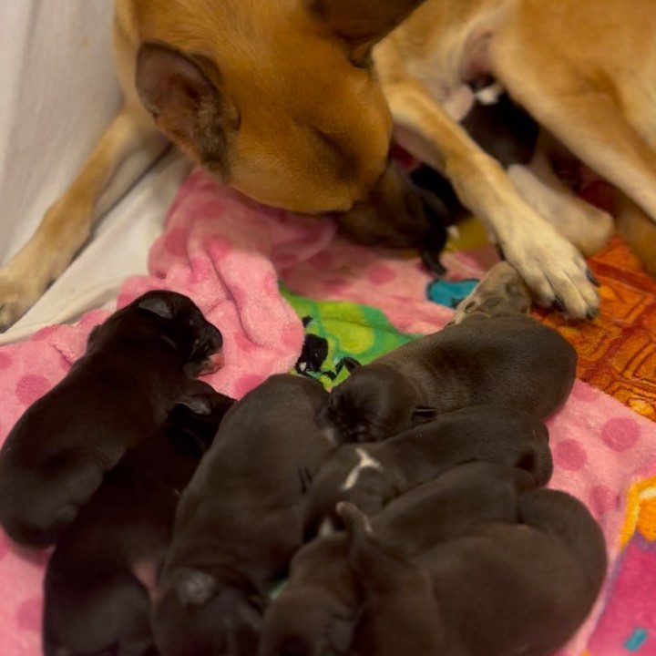 🆘🆘🆘🆘

In the last ten days Kane's K9s has taken in

5 Bottle babies

Hanna, the pregnant dog who was dragged and broke her leg and then birthed SIX puppies.

Kim who was scheduled to get euthinised at the San Bernardino shelter along with her unborn puppies. We pulled her and the very same day she gave birth to EIGHT puppies. 

The Harry Potter box puppies who were thrown away like trash, so cold, so dehydrated one of them didn't make it so we have three left.

Scout, the 1 year old make dog who has tick disease 💔 

And the tiny mama dog and her two 10 week old puppies....

 This doesn't even count the cats 😩

Vet bills are piling high, dog food is running out and we are out of room.

Please consider fostering, if you can not foster please donate, I left the venmo QR code on there to make it easier! If you cant foster or donate, please share!!

We are a registered 501(c)3 non profit so all of your donations are tax deductible and we are happy to provide a receipt upon request. 

There are so many animals begging for help and we can't do this alone, we need help. 

<a target='_blank' href='https://www.instagram.com/explore/tags/savetheanimals/'>#savetheanimals</a> <a target='_blank' href='https://www.instagram.com/explore/tags/sandiegorescue/'>#sandiegorescue</a> <a target='_blank' href='https://www.instagram.com/explore/tags/adoptableanimals/'>#adoptableanimals</a> 
<a target='_blank' href='https://www.instagram.com/explore/tags/donate/'>#donate</a>