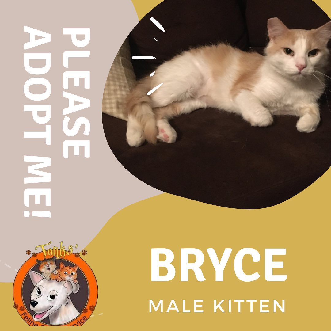 Looking to adopt? Know anyone thinking about a great addition to their family? 😍🙏 Please come meet all these adoptable kitties (and many more!) this Saturday at our adoption event at Pet Supplies Plus in Huntington Beach (5912 Edinger Ave) from 11 AM - 4 PM. 

If you are in the area, and are looking to open your heart and home, please come by and see us and meet all these precious babes looking for their furever homes ❤️ even if you aren’t able to adopt at the moment please share this post or consider fostering! We appreciate you all 💕

<a target='_blank' href='https://www.instagram.com/explore/tags/catlife/'>#catlife</a> <a target='_blank' href='https://www.instagram.com/explore/tags/catprobs/'>#catprobs</a> <a target='_blank' href='https://www.instagram.com/explore/tags/rescuecat/'>#rescuecat</a> <a target='_blank' href='https://www.instagram.com/explore/tags/rescuecatsrule/'>#rescuecatsrule</a> <a target='_blank' href='https://www.instagram.com/explore/tags/rescuecatsrock/'>#rescuecatsrock</a> <a target='_blank' href='https://www.instagram.com/explore/tags/chat/'>#chat</a> <a target='_blank' href='https://www.instagram.com/explore/tags/katze/'>#katze</a> <a target='_blank' href='https://www.instagram.com/explore/tags/neko/'>#neko</a> <a target='_blank' href='https://www.instagram.com/explore/tags/rescuedandloved/'>#rescuedandloved</a> <a target='_blank' href='https://www.instagram.com/explore/tags/adoptdontshop/'>#adoptdontshop</a> <a target='_blank' href='https://www.instagram.com/explore/tags/catstagram/'>#catstagram</a> <a target='_blank' href='https://www.instagram.com/explore/tags/catsofinstagram/'>#catsofinstagram</a> <a target='_blank' href='https://www.instagram.com/explore/tags/instacat/'>#instacat</a> <a target='_blank' href='https://www.instagram.com/explore/tags/coolcats/'>#coolcats</a> <a target='_blank' href='https://www.instagram.com/explore/tags/tonksfelinefoster/'>#tonksfelinefoster</a> <a target='_blank' href='https://www.instagram.com/explore/tags/gardengrove/'>#gardengrove</a> <a target='_blank' href='https://www.instagram.com/explore/tags/orangecounty/'>#orangecounty</a> <a target='_blank' href='https://www.instagram.com/explore/tags/lacounty/'>#lacounty</a> <a target='_blank' href='https://www.instagram.com/explore/tags/rescueanimals/'>#rescueanimals</a>