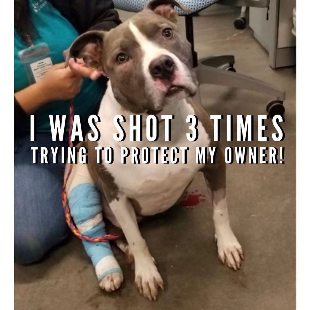 Heartbreaking story 💔😢
Houston, TX

If you are in Houston we are pretty sure you watched this tragic story. Last week the ex-boyfriend of this young lady killed her and shot other people and this poor Pitbull by the name of Chopper who was trying to defend his owners. 😔

Chopper got shot 3 times while trying to protect his own, doing what a faithful pittie would do for his owners! 😔 
He was picked up by our county shelter and has been there since last week. So far what we know two of the bullets went through and poor Chopper even got shot on the face. He is going to need surgery asap! The shelter can only do so much and we will like to get him out TODAY! There is a risk of him losing his leg if he doesn’t get treated asap or worst as there are bone fragments in his face and other parts of his body. 

We are working on setting him up with a foster but this is going to be VERY costly and on top of it, he is heartworm positive. 

Please click on the link below to read on this horrible tragedy and help us save Chopper. He deserves a second chance! Chopper is a hero! Please be his hero and donate towards his medical care. 
❤️🐶🙏🏻

BEST way to donate so we can receive funds quickly are through PayPal or Zelle: info@bravebullyrescue.org 
Subject: Save Chopper