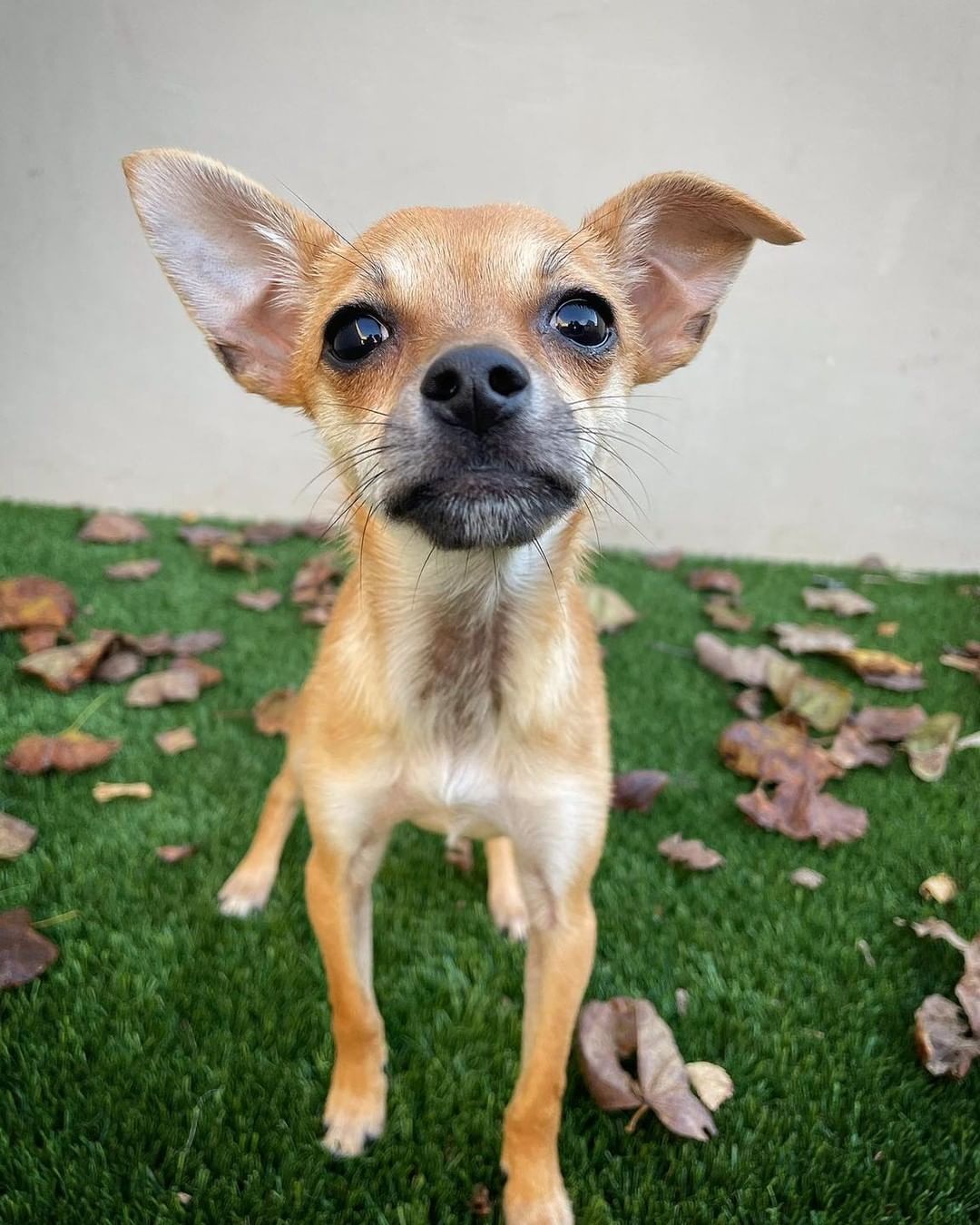 Fawn or chihuahua?!? 

This long legged cutie is 4 months old and loves her people. She loves them soooooo much that she can’t stand for them to leave her. So, Iris is looking for a family ready to teach her that sometimes it’s okay to be alone and have the time and patience for her to come to terms with that. 

Iris is an absolute sweetheart and loves everyone she meets, including other dogs and cats! We are guessing she will be under 15 pounds full grown and is mostly ALL legs. 

Adoption applications can be found on our website, www.hillcountryspca.com