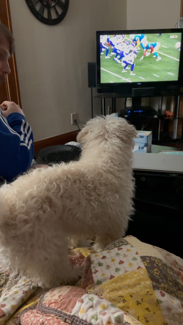 Rascal doesn’t much care for football. 😆💜💛

<a target='_blank' href='https://www.instagram.com/explore/tags/fairweatherfan/'>#fairweatherfan</a> <a target='_blank' href='https://www.instagram.com/explore/tags/skol/'>#skol</a> <a target='_blank' href='https://www.instagram.com/explore/tags/vikings/'>#vikings</a> <a target='_blank' href='https://www.instagram.com/explore/tags/football/'>#football</a> <a target='_blank' href='https://www.instagram.com/explore/tags/footballseason/'>#footballseason</a>