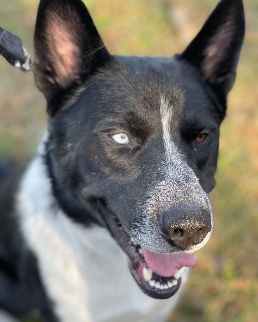 B E S T  B O Y 💙

It’s true, this 11 mo old husky mix really is *the best boy* and is ready to give you all his love! 💙

Groot loves to run and play outside and play ball (check out the video of him nailing fetch! So athletic!). He gets along wonderfully with other dogs and all people, including kids. His foster mama said he’s even fully potty trained and walks like a dream on a leash. When playtime is over he loves to cuddle and take naps with you on the couch … what more could you want?! 💙

If this *best boy* sounds like a good fit for your active home, fill out an app to meet him!! 💙

<a target='_blank' href='https://www.instagram.com/explore/tags/adoptme/'>#adoptme</a> <a target='_blank' href='https://www.instagram.com/explore/tags/huskymix/'>#huskymix</a> <a target='_blank' href='https://www.instagram.com/explore/tags/rescuedog/'>#rescuedog</a> <a target='_blank' href='https://www.instagram.com/explore/tags/heterochromia/'>#heterochromia</a> <a target='_blank' href='https://www.instagram.com/explore/tags/dogsofstl/'>#dogsofstl</a> <a target='_blank' href='https://www.instagram.com/explore/tags/bestboy/'>#bestboy</a> <a target='_blank' href='https://www.instagram.com/explore/tags/dogsofstlouis/'>#dogsofstlouis</a> <a target='_blank' href='https://www.instagram.com/explore/tags/gooddog/'>#gooddog</a> <a target='_blank' href='https://www.instagram.com/explore/tags/familydog/'>#familydog</a> <a target='_blank' href='https://www.instagram.com/explore/tags/active/'>#active</a> <a target='_blank' href='https://www.instagram.com/explore/tags/fosteringsaveslives/'>#fosteringsaveslives</a> <a target='_blank' href='https://www.instagram.com/explore/tags/shelterdog/'>#shelterdog</a> <a target='_blank' href='https://www.instagram.com/explore/tags/adoptdontshop/'>#adoptdontshop</a> <a target='_blank' href='https://www.instagram.com/explore/tags/pickme/'>#pickme</a> <a target='_blank' href='https://www.instagram.com/explore/tags/husky/'>#husky</a> <a target='_blank' href='https://www.instagram.com/explore/tags/handsome/'>#handsome</a>