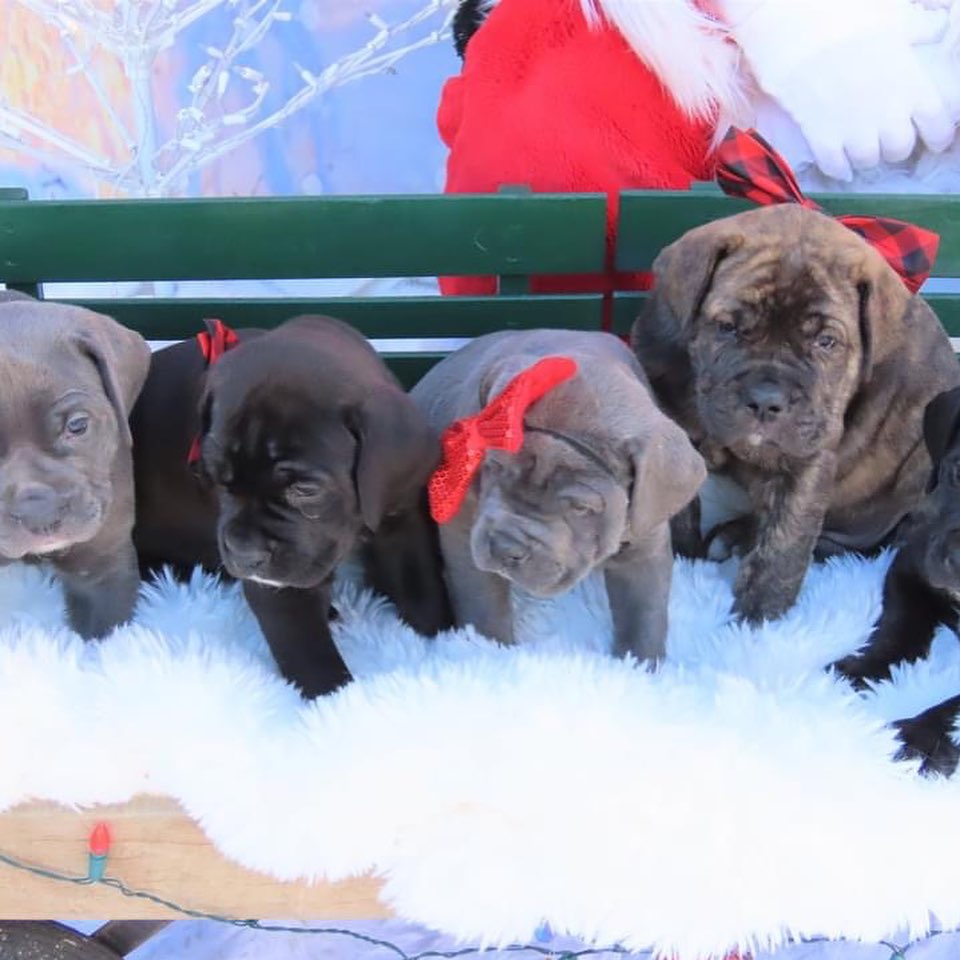 Fuzzball (aka Callie) and the Bluey litter had a photo shoot with Santa yesterday! 
<a target='_blank' href='https://www.instagram.com/explore/tags/bdhp/'>#bdhp</a> <a target='_blank' href='https://www.instagram.com/explore/tags/bdhpi/'>#bdhpi</a> <a target='_blank' href='https://www.instagram.com/explore/tags/bigdogshugepaws/'>#bigdogshugepaws</a>