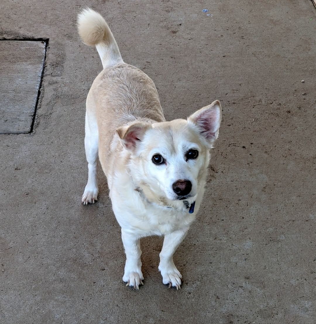 Meet Radar!!🐶 This senior loving boy is ready for his retirement. We love Mr. Radar, and we think he returns our affection. Radar is a wonderful senior companion who has some life in his step and some perk in his attitude. He would love to spend his years with a devoted comparable senior companion.  Preferably one that does not want to talk about their respective ages.
.
.
.
 <a target='_blank' href='https://www.instagram.com/explore/tags/retirementliving/'>#retirementliving</a> <a target='_blank' href='https://www.instagram.com/explore/tags/seniordogs/'>#seniordogs</a>