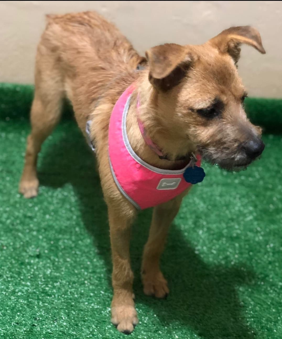 AVAILABLE FOR ADOPTION 
<a target='_blank' href='https://www.instagram.com/explore/tags/AdoptAFriend/'>#AdoptAFriend</a>
MEET DINA

Dina is approx 9 to 10 months, and weighs around 24 lbs
Dina  gets along well with other dogs. She is very affectionate and  friendly very playful a little shy at first but nothing that cannot be resolved with patience. 

Dina along with her sister
were surrendered by their owner who had terminal cancer and could no longer care for them and wanted to just throw them away.  When they  Arrived to rescuer Consuelo she was shocked to see the terrible condition these puppies were in. They were literally being eaten alive by ticks and fleas.

Today both Dina and her sibling are fully vaccinated,  and spayed.  They are ready to find their forever homes together or separately, so we suggest a family with a patio and another puppy to play with. 

If you would like to fill out an application For Dina visit our website(LINK IN BIO)

<a target='_blank' href='https://www.instagram.com/explore/tags/fhstj/'>#fhstj</a><a target='_blank' href='https://www.instagram.com/explore/tags/adoptadogsandiego/'>#adoptadogsandiego</a><a target='_blank' href='https://www.instagram.com/explore/tags/adoptdontshop/'>#adoptdontshop</a><a target='_blank' href='https://www.instagram.com/explore/tags/dog/'>#dog</a><a target='_blank' href='https://www.instagram.com/explore/tags/puppy/'>#puppy</a><a target='_blank' href='https://www.instagram.com/explore/tags/sandiego/'>#sandiego</a><a target='_blank' href='https://www.instagram.com/explore/tags/Dinathedog/'>#Dinathedog</a><a target='_blank' href='https://www.instagram.com/explore/tags/mansbestfriend/'>#mansbestfriend</a><a target='_blank' href='https://www.instagram.com/explore/tags/petadoption/'>#petadoption</a><a target='_blank' href='https://www.instagram.com/explore/tags/petadoptionevent/'>#petadoptionevent</a><a target='_blank' href='https://www.instagram.com/explore/tags/dogsofsandiego/'>#dogsofsandiego</a><a target='_blank' href='https://www.instagram.com/explore/tags/adoptafriend/'>#adoptafriend</a><a target='_blank' href='https://www.instagram.com/explore/tags/petco/'>#petco</a>