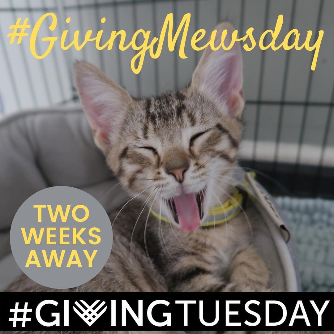 <a target='_blank' href='https://www.instagram.com/explore/tags/GivingTuesday/'>#GivingTuesday</a> is 2 WEEKS AWAY, but you don't have to wait until then to give! Cat Haven is participating in 225 Gives, which is an online fundraising competition benefitting organizations in the Baton Rouge area. 

You can support Cat Haven by making a monetary donation, volunteering, or starting your own fundraiser in support of Cat Haven on Facebook or the 225 Gives website! 

Give back. Give local. Give hope. 
>>https://www.225gives.org/CatHaven<<

Your generosity today will make their world a better place tomorrow!