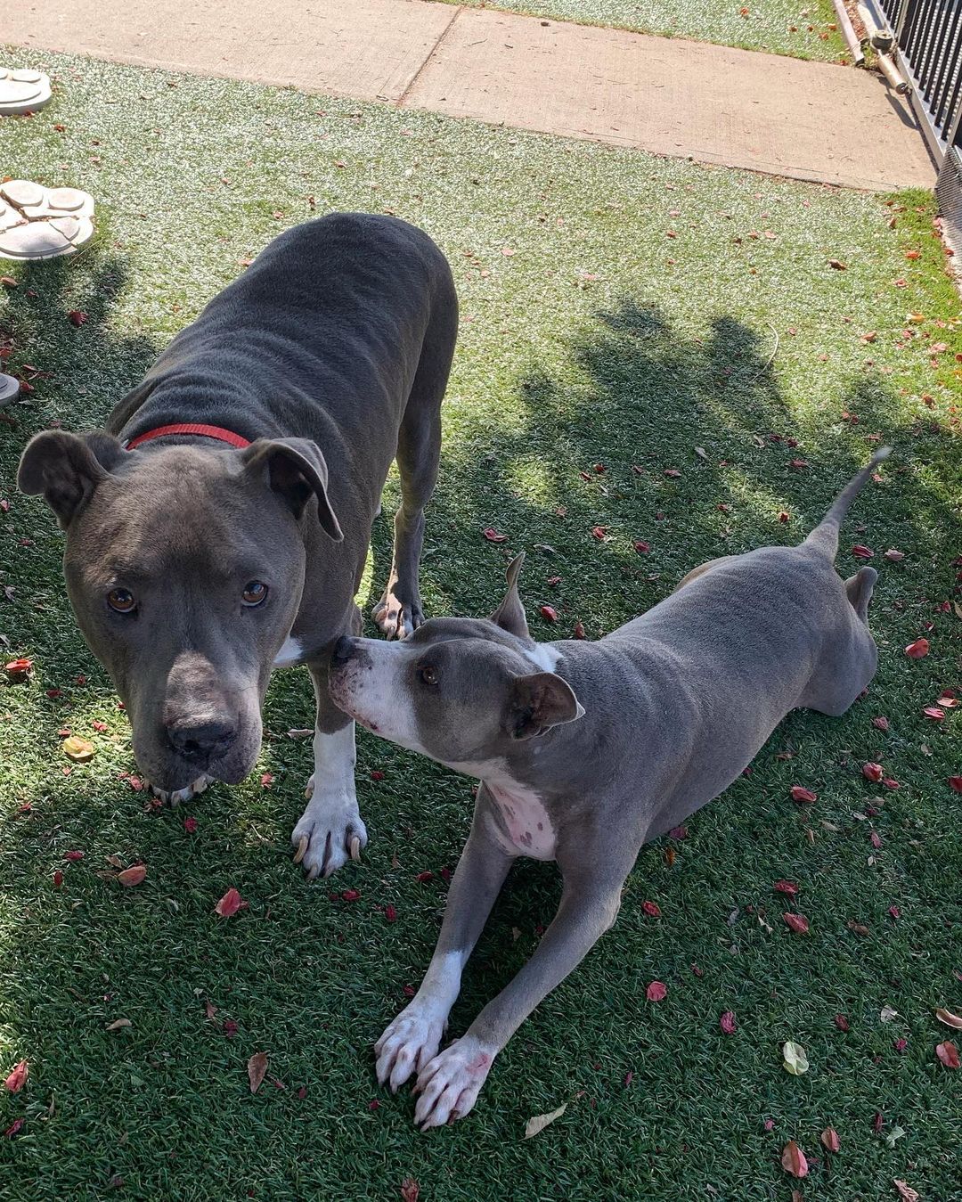 CHECK THIS OUT!! I’m way behind on updates but I want you guys to see what YOU allow me to do because of your support and donations. 

ARCHIE AND HALEY UPDATE!!

Adoptions can be challenging. We have way too many dogs and not enough homes. Then add the most overpopulated breed, the Pit Bull, then add to the equation that they are a senior and the odds go way down. So when you’re able to find a wonderful home for not only one senior Pit Bulls but TWO and it’s the same home (adopted a few months apart), there are no words to explain how I feel. Beyond grateful ❤️🙏🏻

Kindness wins, every time. 😆 Thank you guys for your support to keep my rescue efforts going.

Archie and Haley were rescued from the same overcrowded shelter where they desperately needed medical attention.

Archie‘s paws are almost 100% and he runs now. SWIPE. He has completely turned into a happy, goofy dog now that he is being properly cared for and receiving ongoing medicine. He’s in the most amazing home and loves other dogs. 

Haley had a partial amputation of her toe due to melanoma and is doing amazing. The last shelter video is what caught my eye and I had to save her. 

Life can change in an instant.

To donate, volunteer, foster or adopt, please click on the link above.

@fur_pet_sake @shelterdogs4life @desidesi134 

<a target='_blank' href='https://www.instagram.com/explore/tags/Frankielolaandfriends/'>#Frankielolaandfriends</a>