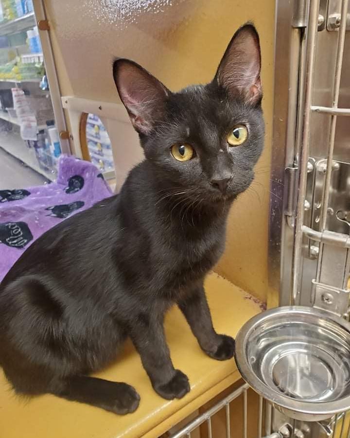 Our seventeenth black kitty for November is Vlad! This handsome fella was pulled from a kill shelter in Texas along with his siblings. He is sweet and playful, and waiting at the PetSmart cubbies in Bossier for his new family! Vlad is 5 months old, neutered, FIV/FELV negative and up to date on vaccines. To put in an application click on the link below.

https://www.sbanimalrescue.org/adopt