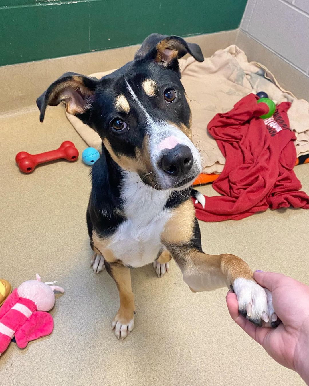 Athena has been practicing her head tilts and handshakes in the hopes of finding a family in time for Thanksgiving ❤️ She’s never had a stable home before - she’s just bounced around from place to place for her entire life (through no fault of her own). But we’re hoping with your help, we can change that! 

Athena is just a big puppy at only a year old, and she’s still got plenty of playful, goofy energy! She’s eager to please and treat-motivated, and she’s got a leg up on the puppies since she already knows a few commands. 

Please help this sweet girl find a home for the holidays by sharing this post, or get adoption info through the link in our bio 🥰

<a target='_blank' href='https://www.instagram.com/explore/tags/spcawake/'>#spcawake</a> <a target='_blank' href='https://www.instagram.com/explore/tags/adoptashelterpet/'>#adoptashelterpet</a> <a target='_blank' href='https://www.instagram.com/explore/tags/raleigh/'>#raleigh</a> <a target='_blank' href='https://www.instagram.com/explore/tags/rescuedogsrock/'>#rescuedogsrock</a> <a target='_blank' href='https://www.instagram.com/explore/tags/adoptdontshop/'>#adoptdontshop</a> <a target='_blank' href='https://www.instagram.com/explore/tags/animalrescue/'>#animalrescue</a> <a target='_blank' href='https://www.instagram.com/explore/tags/wakecounty/'>#wakecounty</a> <a target='_blank' href='https://www.instagram.com/explore/tags/adoptme/'>#adoptme</a> <a target='_blank' href='https://www.instagram.com/explore/tags/spca/'>#spca</a> <a target='_blank' href='https://www.instagram.com/explore/tags/animalshelter/'>#animalshelter</a> <a target='_blank' href='https://www.instagram.com/explore/tags/adoptables/'>#adoptables</a> <a target='_blank' href='https://www.instagram.com/explore/tags/headtilt/'>#headtilt</a> <a target='_blank' href='https://www.instagram.com/explore/tags/rescuedog/'>#rescuedog</a> <a target='_blank' href='https://www.instagram.com/explore/tags/puppydogeyes/'>#puppydogeyes</a>