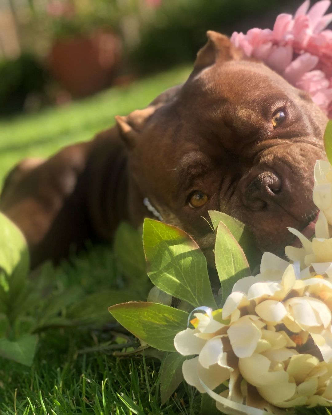 Swooooooning over this photoshoot of LAVERNE 🌸😍

Laverne joined us last week! She was dumped with Shirley in a shelter night-drop, and just like Shirley, this poor girl was in need of immediate medical attention. We were able to save them both and thanks to our friends at CARES, Laverne & Shirley received the care they needed for vaginal prolapse, spays, dentals and lots more.

Big shoutout to Yas who stepped up to foster Laverne, despite her extra medical needs, and snapped these adorrrrrable photos! 🥰 Laverne is doing great, settling in nicely to her new foster home, eating well and a total sweetie pie. When she first got to @yawesome’s, she was dragging her back left leg, but that is no longer the case and she can touch her toes to the ground!

In fact…Laverne’s doing TOO well 🤣 She needs to be on crate rest while she heals and lil miss thang thinks she’s ready to run around! Soon baby girl soooonnnnnn!

She’s about 39 pounds, 4 years old, good with other dogs and older kids. If you’d like to meet miss Laverne, please fill out an adoption application on our website thelittlereddog.org or click the link in our bio!

Thank you to everyone who continues to support our mission so we can urgently save dogs like Laverne & Shirley and provide second chances. Can’t do it without ya! ❤️