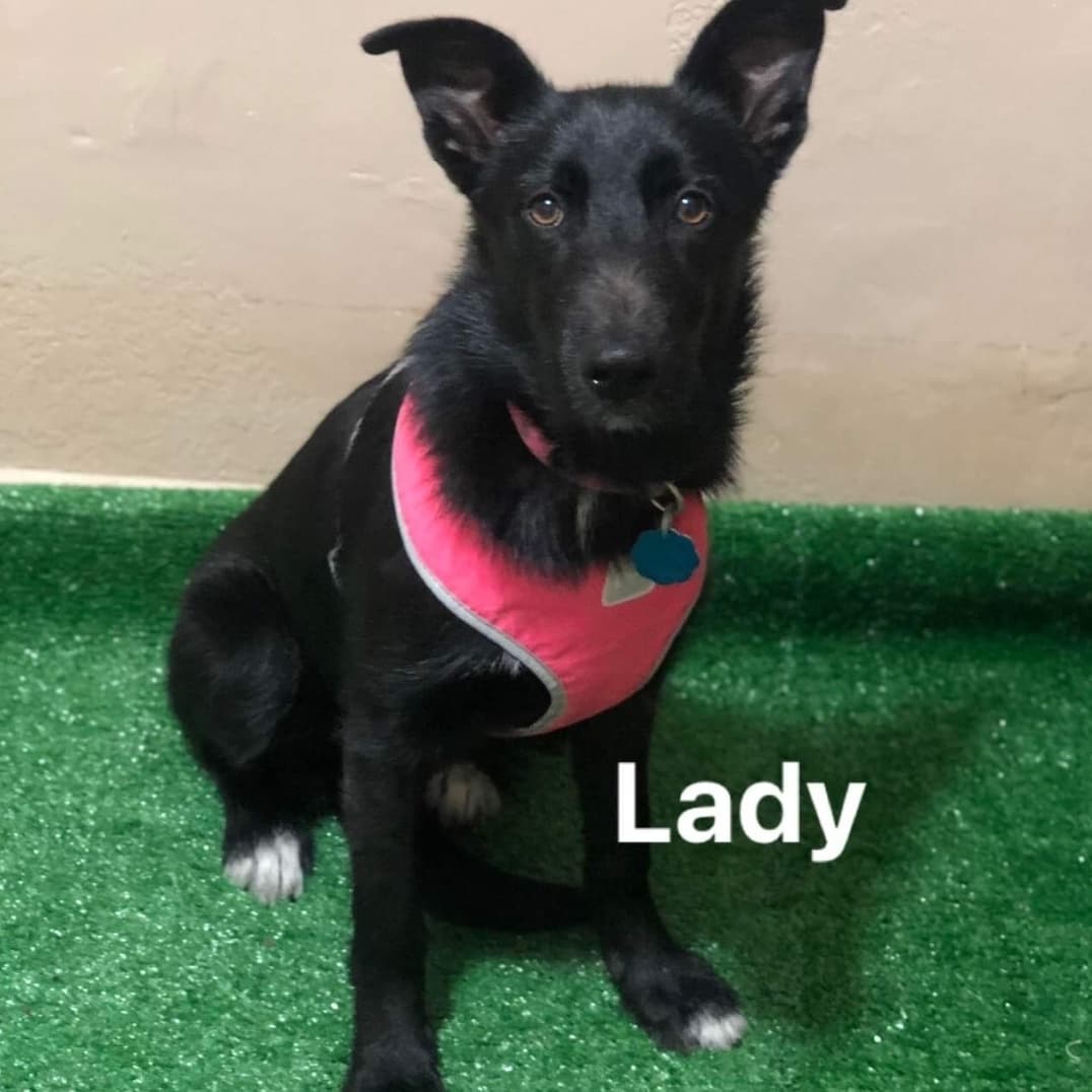 AVAILABLE FOR ADOPTION 
<a target='_blank' href='https://www.instagram.com/explore/tags/AdoptAFriend/'>#AdoptAFriend</a> 

Meet Lady

Weighs approximately 23lbs and is about 5-6 months. When Lady was found she was being chased by large dogs, Silvia her rescuer prevented the other dogs from attacking her. Lady was  extremely dirty, malnourished, full of ticks and many bugs in her belly. Lady is now a healthy puppy who can be very shy at first and will need a little time to adapt but once Lady is comfortable enough you will see she is very affectionate and loves to play.
To fill out an application for Lady 
visit our website (link in bio).

<a target='_blank' href='https://www.instagram.com/explore/tags/fhstj/'>#fhstj</a><a target='_blank' href='https://www.instagram.com/explore/tags/adoptadogsandiego/'>#adoptadogsandiego</a><a target='_blank' href='https://www.instagram.com/explore/tags/adoptdontshop/'>#adoptdontshop</a><a target='_blank' href='https://www.instagram.com/explore/tags/dog/'>#dog</a><a target='_blank' href='https://www.instagram.com/explore/tags/puppy/'>#puppy</a><a target='_blank' href='https://www.instagram.com/explore/tags/sandiego/'>#sandiego</a><a target='_blank' href='https://www.instagram.com/explore/tags/Ladythedog/'>#Ladythedog</a><a target='_blank' href='https://www.instagram.com/explore/tags/mansbestfriend/'>#mansbestfriend</a><a target='_blank' href='https://www.instagram.com/explore/tags/petadoption/'>#petadoption</a><a target='_blank' href='https://www.instagram.com/explore/tags/petadoptionevent/'>#petadoptionevent</a><a target='_blank' href='https://www.instagram.com/explore/tags/dogsofsandiego/'>#dogsofsandiego</a><a target='_blank' href='https://www.instagram.com/explore/tags/adoptafriend/'>#adoptafriend</a>