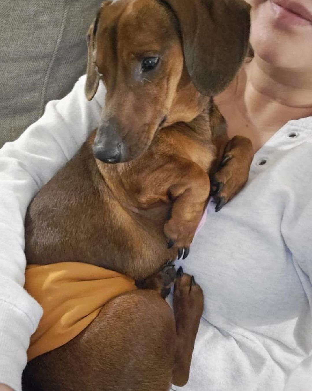 Meet 2 yo Dexter and Dollie! This super sweet bonded pair is looking for their Furever Family, together! They are far from potty trained, but sweet as can be. They will need for a patient, doxie loving, understanding home. They are crate trained, too! Dollie is more of the dominant in their duo and Dexter is super sweet but really scared without his sister. 
💜
If you're an **approved adopter**, please contact your adoption coordinator!
.
.
.
<a target='_blank' href='https://www.instagram.com/explore/tags/dachshundduo/'>#dachshundduo</a> <a target='_blank' href='https://www.instagram.com/explore/tags/rescuedachshund/'>#rescuedachshund</a> <a target='_blank' href='https://www.instagram.com/explore/tags/dachshund/'>#dachshund</a> <a target='_blank' href='https://www.instagram.com/explore/tags/dachshundsofinstagram/'>#dachshundsofinstagram</a> <a target='_blank' href='https://www.instagram.com/explore/tags/bondedpair/'>#bondedpair</a> <a target='_blank' href='https://www.instagram.com/explore/tags/tennessee/'>#tennessee</a> <a target='_blank' href='https://www.instagram.com/explore/tags/sausagedogs/'>#sausagedogs</a> <a target='_blank' href='https://www.instagram.com/explore/tags/dexter/'>#dexter</a> <a target='_blank' href='https://www.instagram.com/explore/tags/dollie/'>#dollie</a> <a target='_blank' href='https://www.instagram.com/explore/tags/adoptdontshop/'>#adoptdontshop</a>