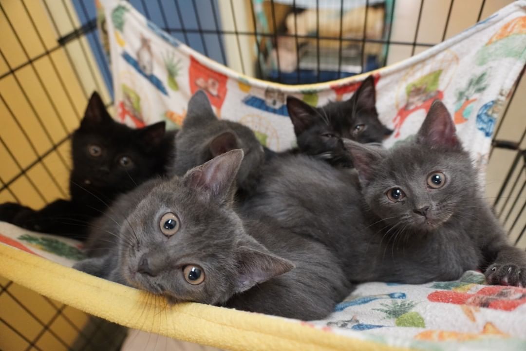 Hang in there! Our adoption center will have a delayed opening at 2 p.m. today to allow our staff to attend a special training. We have many wonderful pets awaiting adoption, and our adoption counselors would be happy to introduce you to them from 2 p.m. to 7 p.m. today. To view our available pets, please visit our website. Link in bio.