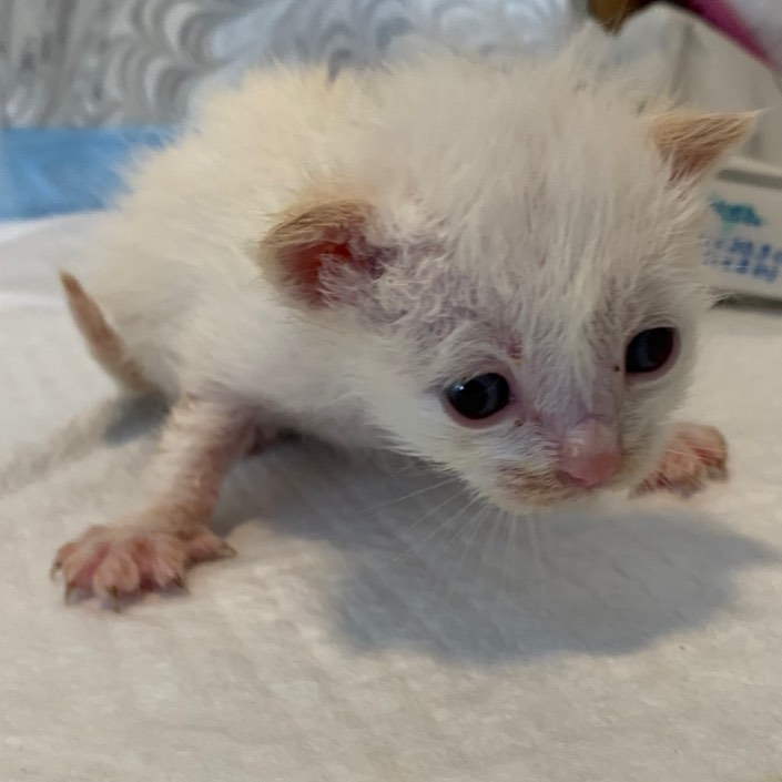 Tiny mouse is the smallest of the six, 🐭 is brave, squeaky and so very mighty.  She also has been gaining steadily over the past few days, the first few days were scary, but now she is chugging down her bottle, which is a welcome sight. Not the best at pooping. But we are working on that, she is 1/2 the size of the biggest kitten of the gang, but holds her own, and today she is showing her playful side. <a target='_blank' href='https://www.instagram.com/explore/tags/tinybutmighty/'>#tinybutmighty</a>  <a target='_blank' href='https://www.instagram.com/explore/tags/siamesemix/'>#siamesemix</a> <a target='_blank' href='https://www.instagram.com/explore/tags/rescuedkitten/'>#rescuedkitten</a> <a target='_blank' href='https://www.instagram.com/explore/tags/bottlebaby/'>#bottlebaby</a> <a target='_blank' href='https://www.instagram.com/explore/tags/bottlebabykitten/'>#bottlebabykitten</a>