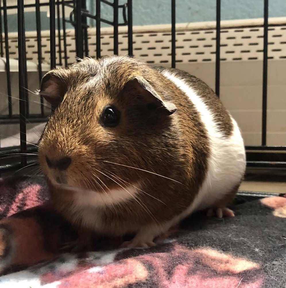 <a target='_blank' href='https://www.instagram.com/explore/tags/cutenessoverload/'>#cutenessoverload</a> we currently have 10 Guinea pigs available for adoption! 😍