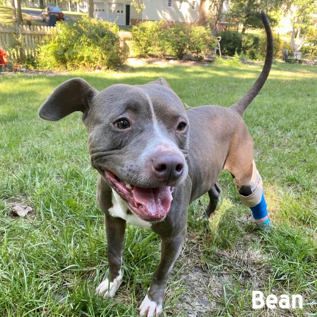 In August, we brought Bean, a stray dog who was hit by a car in Louisa County, into our loving care. Upon intake, radiographs showed that he had a fractured left tibia, fibula and right humerus. Though all of his fractures were severe, Richmond SPCA veterinarian Dr. David Molinas feared that his humerus was beyond surgical repair and would require amputation.

After stabilizing the tibia with a splint, Bean was placed in a loving foster home to heal before surgical plans were made. After several weeks of crate rest, Bean returned for a check-up and to everyone's surprise, radiographs showed that not only the tibia had healed, but that his humerus showed significant healing as well.

Thanks to the dedication of our veterinary team and the excellent care of Bean's foster, Bean is comfortably walking and has sufficiently healed enough to be placed for adoption.

Though Bean will potentially need future radiographs to monitor his healing, our shelter veterinary team is pleased with how well this sweet 2-year-old pup has healed and are eager to find him a loving, lasting home. If you are interested in Bean, please visit our adoption center from noon to 7 p.m. today!
.
.
<a target='_blank' href='https://www.instagram.com/explore/tags/adoptdontshop/'>#adoptdontshop</a> <a target='_blank' href='https://www.instagram.com/explore/tags/adoptrva/'>#adoptrva</a> <a target='_blank' href='https://www.instagram.com/explore/tags/richmondspca/'>#richmondspca</a> <a target='_blank' href='https://www.instagram.com/explore/tags/loveliveshere/'>#loveliveshere</a> <a target='_blank' href='https://www.instagram.com/explore/tags/cinderellafund/'>#cinderellafund</a> <a target='_blank' href='https://www.instagram.com/explore/tags/dogsofinstagram/'>#dogsofinstagram</a> <a target='_blank' href='https://www.instagram.com/explore/tags/fosteringsaveslives/'>#fosteringsaveslives</a>