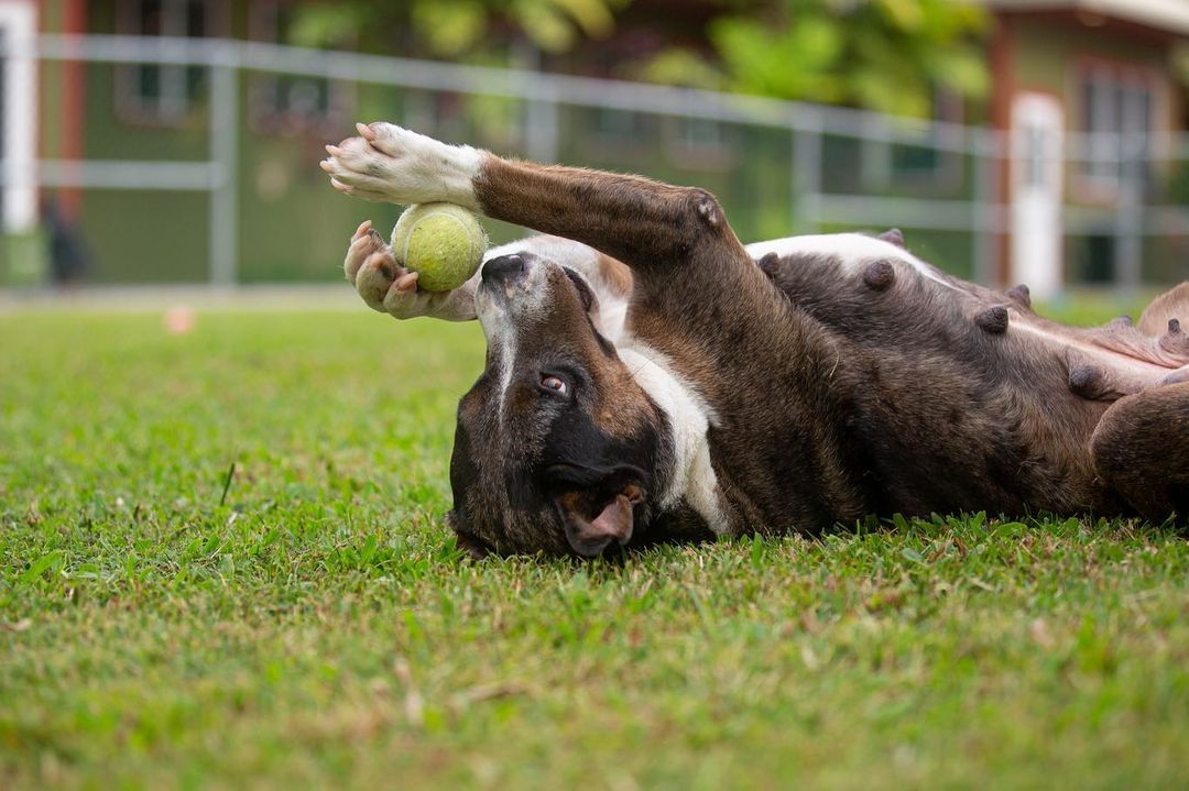 Vida, named appropriately given that she is absolutely FULL OF LIFE, is one of our newest kiddos to join us at Hawaii Island Humane Society. She was a transfer through our lifesaving partnership with HPD Animal Control Services - and we have so loved getting to know this girl.

She is such a FUN dog! She loves fetch and affection. She will snuggle right up to you, hoping you’ll give her lots of love and when you do, she’ll lean in for more. It’s… adorable. And, in case you didn’t notice, she’s a total model. 

To make Vida yours, head over to hihs.org > Adoption > Dogs and submit an application today!
❤️🎾

<a target='_blank' href='https://www.instagram.com/explore/tags/makefetchhappen/'>#makefetchhappen</a> <a target='_blank' href='https://www.instagram.com/explore/tags/adoptVidaHIHS/'>#adoptVidaHIHS</a> <a target='_blank' href='https://www.instagram.com/explore/tags/fetch/'>#fetch</a> <a target='_blank' href='https://www.instagram.com/explore/tags/fetchislife/'>#fetchislife</a> <a target='_blank' href='https://www.instagram.com/explore/tags/shelterdog/'>#shelterdog</a> <a target='_blank' href='https://www.instagram.com/explore/tags/shelterdogsofinstagram/'>#shelterdogsofinstagram</a> <a target='_blank' href='https://www.instagram.com/explore/tags/gooddog/'>#gooddog</a> <a target='_blank' href='https://www.instagram.com/explore/tags/goodgirl/'>#goodgirl</a> <a target='_blank' href='https://www.instagram.com/explore/tags/fundog/'>#fundog</a>