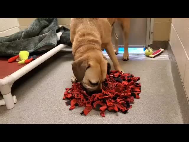 Bruce here is working on a brain game to help keep his mind sharp (this is a snuffle mat with treats hidden in that Bruce is finding). We offer enrichment time daily for all the homeless pets in our care. Special thanks to @infinityplusnh and @mysocialhq  for helping promote Bruce's adoption. <a target='_blank' href='https://www.instagram.com/explore/tags/braingames/'>#braingames</a> <a target='_blank' href='https://www.instagram.com/explore/tags/puzzletime/'>#puzzletime</a> <a target='_blank' href='https://www.instagram.com/explore/tags/adopt/'>#adopt</a> <a target='_blank' href='https://www.instagram.com/explore/tags/pmspca/'>#pmspca</a>