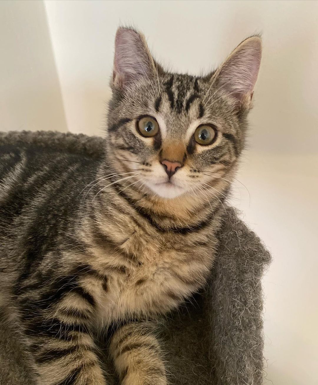 Watcha waiting for?!?! ❤️❤️ Bring home this ridiculously awesome cat! 
Bruno is the total package!! Handsome, sooo sweet, fun, cool and great with cats! 
Bruno plays hard and snuggles  harder. He loves tuna tube treats and chasing his tail. You can often find him hangin’ in a cat tree and watching the birds from the front door. 
Bruno is about 15 weeks old , fully vetted , and ready to go home. Must be adopted into a home with another kitty kat for him to grow up with.
DM for an adoption questionnaire! 
.
.
.
.
.
.
.
.
.
<a target='_blank' href='https://www.instagram.com/explore/tags/hiptobetipped/'>#hiptobetipped</a><a target='_blank' href='https://www.instagram.com/explore/tags/toosweetforthestreet/'>#toosweetforthestreet</a><a target='_blank' href='https://www.instagram.com/explore/tags/fromthestreetstothesheets/'>#fromthestreetstothesheets</a><a target='_blank' href='https://www.instagram.com/explore/tags/tabbycat/'>#tabbycat</a><a target='_blank' href='https://www.instagram.com/explore/tags/tabbykitten/'>#tabbykitten</a><a target='_blank' href='https://www.instagram.com/explore/tags/bruno/'>#bruno</a><a target='_blank' href='https://www.instagram.com/explore/tags/whiskerwednesday/'>#whiskerwednesday</a><a target='_blank' href='https://www.instagram.com/explore/tags/whiskers/'>#whiskers</a><a target='_blank' href='https://www.instagram.com/explore/tags/catsrule/'>#catsrule</a><a target='_blank' href='https://www.instagram.com/explore/tags/kitty/'>#kitty</a><a target='_blank' href='https://www.instagram.com/explore/tags/kittensofinstagram/'>#kittensofinstagram</a><a target='_blank' href='https://www.instagram.com/explore/tags/kittens_today/'>#kittens_today</a><a target='_blank' href='https://www.instagram.com/explore/tags/dailycat/'>#dailycat</a><a target='_blank' href='https://www.instagram.com/explore/tags/instacat/'>#instacat</a><a target='_blank' href='https://www.instagram.com/explore/tags/instakitten/'>#instakitten</a><a target='_blank' href='https://www.instagram.com/explore/tags/adoptme/'>#adoptme</a><a target='_blank' href='https://www.instagram.com/explore/tags/kittenadoptions/'>#kittenadoptions</a><a target='_blank' href='https://www.instagram.com/explore/tags/tnrsaveslives/'>#tnrsaveslives</a><a target='_blank' href='https://www.instagram.com/explore/tags/kittyfriends/'>#kittyfriends</a><a target='_blank' href='https://www.instagram.com/explore/tags/adoptdontshop/'>#adoptdontshop</a><a target='_blank' href='https://www.instagram.com/explore/tags/spayyourcatspeople/'>#spayyourcatspeople</a><a target='_blank' href='https://www.instagram.com/explore/tags/huffpostgram/'>#huffpostgram</a>