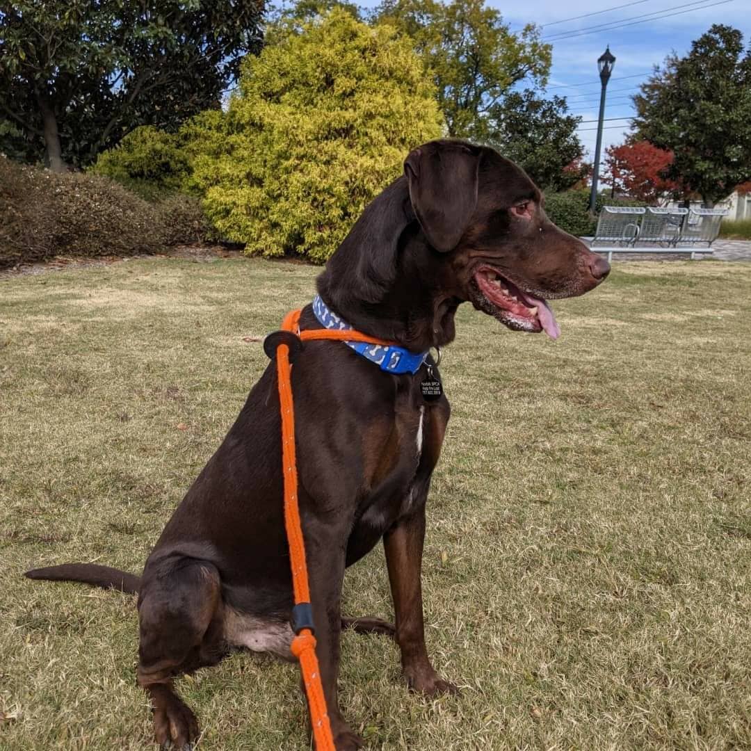 Continuing with our celebration of National Adopt a Senior Pet Month, we'd like to introduce you to Chucky! 🐾

Chucky was transferred in from our friends at @norfolkanimals and is a handsome 8 year old Chocolate Labrador and Doberman mix. Despite his age, Chucky hasn't showed any signs of slowing down and would love an active home with plenty of games of fetch in his future! Scroll ⬅️ to see Chucky in action. ❤️