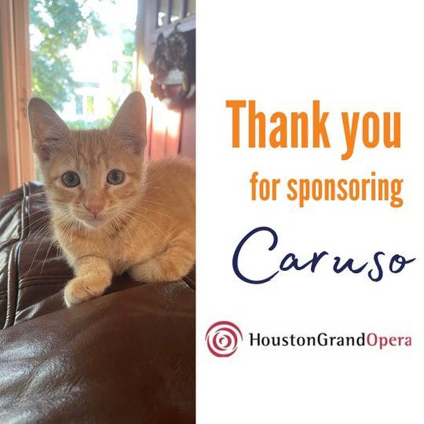 Caruso is one of our newest littles, and boy, did this kitten come in on a high note - quite literally! 🎵🎶

See, he was found right in front of the Houston Grand Opera’s warehouse, and the staff rushed out to save him from traffic. What’s more … they pulled together some funds to officially sponsor Caruso’s vetting!!! Talk about real heroes! 

Caruso isn’t quite ready for his forever home yet, but he was so excited and grateful that he wanted us to share the mews (get it? lol)

Many many thanks to the heroes at @hougrandopera! 

<a target='_blank' href='https://www.instagram.com/explore/tags/ajltotherescue/'>#ajltotherescue</a> <a target='_blank' href='https://www.instagram.com/explore/tags/sponsor/'>#sponsor</a> <a target='_blank' href='https://www.instagram.com/explore/tags/rescuekitten/'>#rescuekitten</a> <a target='_blank' href='https://www.instagram.com/explore/tags/notallheroeswearcapes/'>#notallheroeswearcapes</a> <a target='_blank' href='https://www.instagram.com/explore/tags/hougrandopera/'>#hougrandopera</a>  <a target='_blank' href='https://www.instagram.com/explore/tags/houstontx/'>#houstontx</a> <a target='_blank' href='https://www.instagram.com/explore/tags/whiskerwednesday/'>#whiskerwednesday</a> <a target='_blank' href='https://www.instagram.com/explore/tags/caruso/'>#caruso</a>