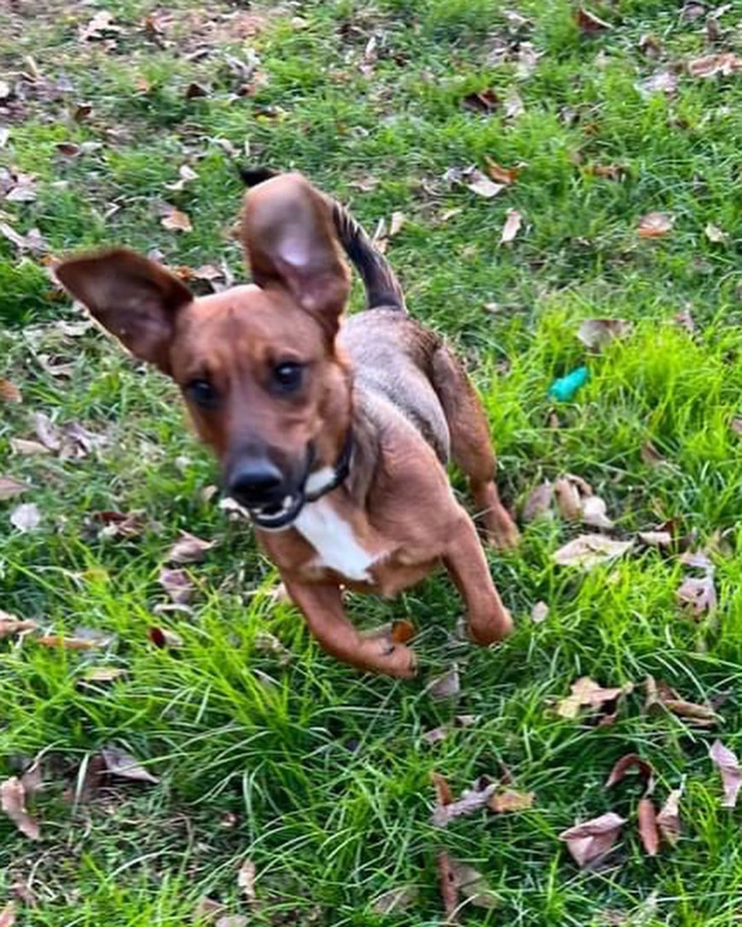 Who’s a good boy? GARLAND! He’s kid, dog, people and everything approved - the perfect little gentleman. 

Garland is a 10 mo old, 32lb beagle mix who is snuggly and goofy and absolutely the sweetest. He knows all his house manners and is gentle with kids and other dogs. The best! Don’t wait to make this perfect little dude yours. 

<a target='_blank' href='https://www.instagram.com/explore/tags/adoptme/'>#adoptme</a> <a target='_blank' href='https://www.instagram.com/explore/tags/beaglemix/'>#beaglemix</a> <a target='_blank' href='https://www.instagram.com/explore/tags/familydog/'>#familydog</a> <a target='_blank' href='https://www.instagram.com/explore/tags/snuggle/'>#snuggle</a> <a target='_blank' href='https://www.instagram.com/explore/tags/goofy/'>#goofy</a> <a target='_blank' href='https://www.instagram.com/explore/tags/fun/'>#fun</a> <a target='_blank' href='https://www.instagram.com/explore/tags/dogsofstlouis/'>#dogsofstlouis</a> <a target='_blank' href='https://www.instagram.com/explore/tags/pickme/'>#pickme</a> <a target='_blank' href='https://www.instagram.com/explore/tags/shelterdog/'>#shelterdog</a> <a target='_blank' href='https://www.instagram.com/explore/tags/adoptdontshop/'>#adoptdontshop</a> <a target='_blank' href='https://www.instagram.com/explore/tags/fosteringsaveslives/'>#fosteringsaveslives</a> <a target='_blank' href='https://www.instagram.com/explore/tags/dogsofstl/'>#dogsofstl</a> <a target='_blank' href='https://www.instagram.com/explore/tags/rescuedismyfavoritebreed/'>#rescuedismyfavoritebreed</a> <a target='_blank' href='https://www.instagram.com/explore/tags/goodboy/'>#goodboy</a> <a target='_blank' href='https://www.instagram.com/explore/tags/homefortheholidays/'>#homefortheholidays</a> <a target='_blank' href='https://www.instagram.com/explore/tags/perfect/'>#perfect</a>