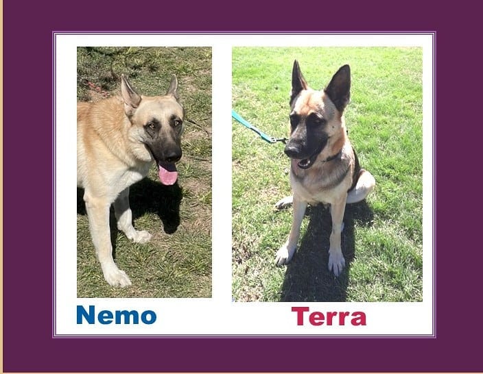 Introducing terrific Terra and noble Nemo, two GSDs recently rescued together from a shelter. Terra is 4 to 5 years old and may be the mother of Nemo who is 2 to 3 years old. Good looking guy and gal who are good with other dogs and people. Heartworm positive and on slow kill medication. Help us find a furever home for these two!  <a target='_blank' href='https://www.instagram.com/explore/tags/adoptdontshop/'>#adoptdontshop</a> <a target='_blank' href='https://www.instagram.com/explore/tags/germanshepherd/'>#germanshepherd</a> <a target='_blank' href='https://www.instagram.com/explore/tags/rescuedogsrule/'>#rescuedogsrule</a> <a target='_blank' href='https://www.instagram.com/explore/tags/rescuedogsrock/'>#rescuedogsrock</a> <a target='_blank' href='https://www.instagram.com/explore/tags/ilovegermanshepherddogs/'>#ilovegermanshepherddogs</a> <a target='_blank' href='https://www.instagram.com/explore/tags/germanshepherdsofaustin/'>#germanshepherdsofaustin</a> <a target='_blank' href='https://www.instagram.com/explore/tags/ilovegermanshepherddogs/'>#ilovegermanshepherddogs</a> <a target='_blank' href='https://www.instagram.com/explore/tags/germanshepherdsofinstagram/'>#germanshepherdsofinstagram</a> <a target='_blank' href='https://www.instagram.com/explore/tags/germanshepherdsofaustin/'>#germanshepherdsofaustin</a> <a target='_blank' href='https://www.instagram.com/explore/tags/germanshepherdsofdallas/'>#germanshepherdsofdallas</a>