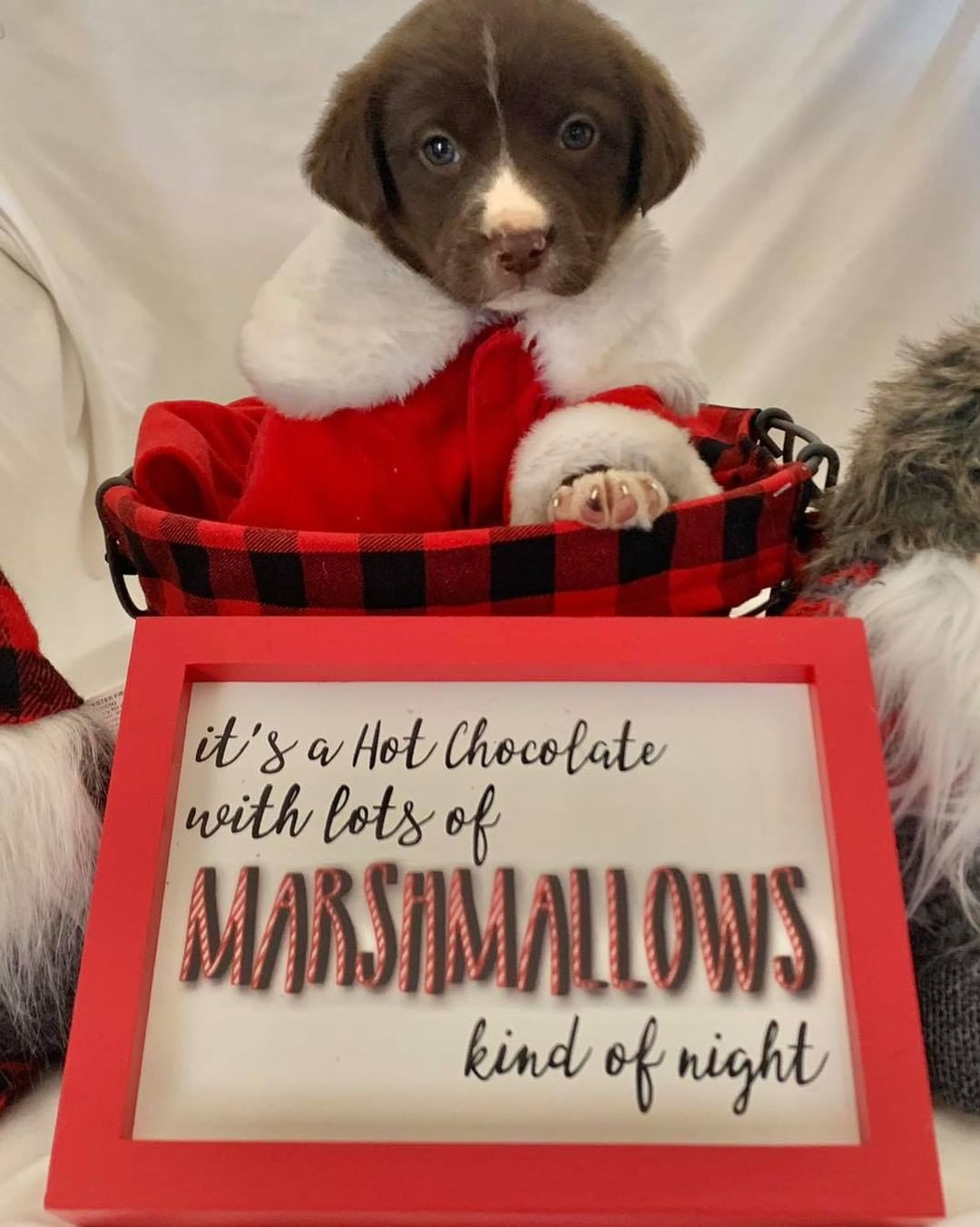 Are our fosters good sports or what 🥰 from a last minute “would you be mad if I was headed your way with 7 puppies” phone call, all the way to the themed photo shoot for their introduction ❤️ 

Here are our “freeze warning pups”! The cold weather brought with it the thoughts of hot cocoa and the upcoming holiday season. So, meet Tinsel, Noel, Holly, Jingle, Nick, Mistletoe and Joy ❣️ These adorable, super cuddly lab mixes will be ready to accept applications around the first week in December, so keep your eyes on the website! And please share this post! Our adoptions have slowed drastically due to Facebook algorithms limiting our pages views 😞 these guys would love to spend the holidays in their forever homes 🏡

Www.releashatlanta.com