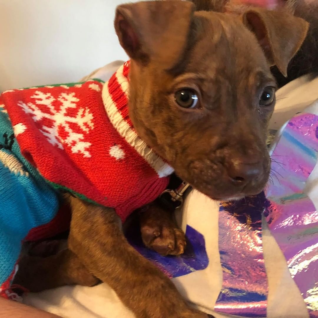 Update: SQUID 
Our sickly baby pup is thriving in his foster to adopt home since joining us from the vet hospital in Missouri.

Squid was brought in to be euthanized and we knew that couldn't happen on our watch, so after stabilizing & gaining strength he joined his family here in Illinois.

<a target='_blank' href='https://www.instagram.com/explore/tags/K9EI4LIFE/'>#K9EI4LIFE</a>