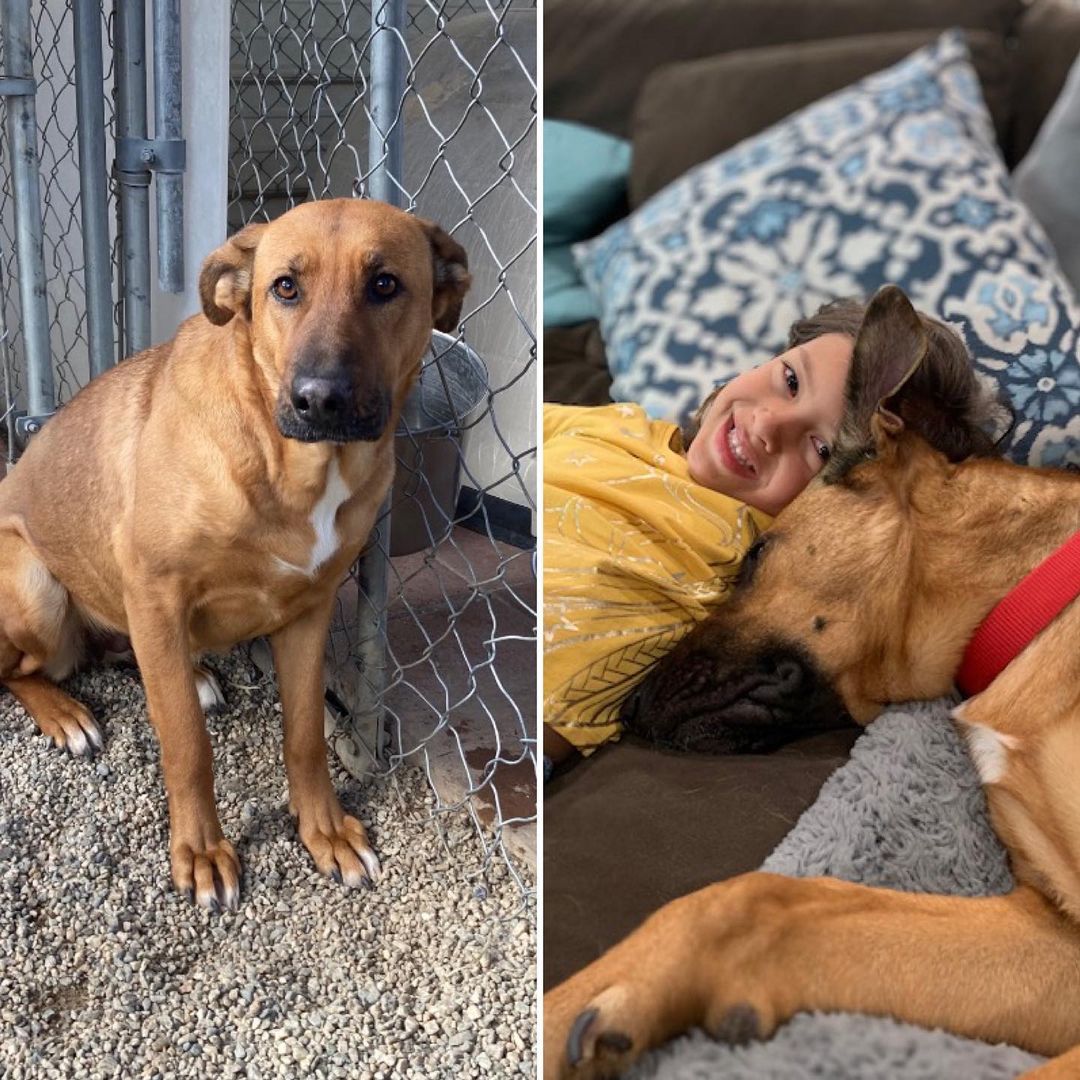 How it started vs. How it’s going: rescue dog edition 😍

