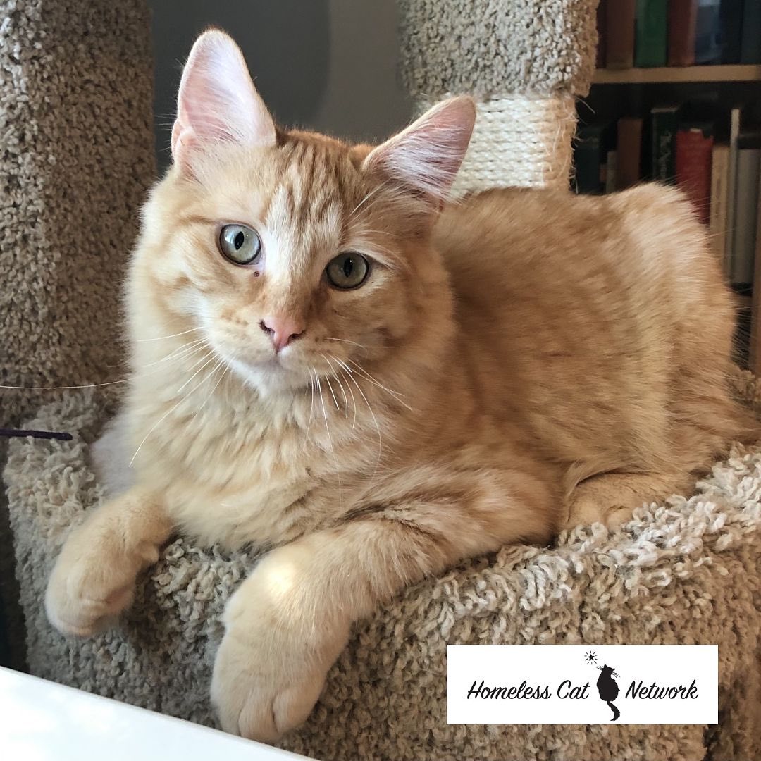 FEATURED KITTY OF THE WEEK: EMORY
Emory is perfect: completely tame and friendly to all. Easygoing and gentle, a breeze to handle. He loves everyone and purrs constantly, whether he’s playing or snuggling. He will grow into a magnificent longhair orange tabby.
Emory’s perfect home would have another kitten or young, friendly cat to play with.
Emory is fostered in San Carlos.
We do not adopt single kittens to homes where they will be the only kitty. Young kittens do best in a home with another young feline companion so if you do not have an existing kitty, please consider adopting a pair of kittens. You will be happy you did!
If you would be interested in meeting Emory, please fill out our online application (link in our bio).