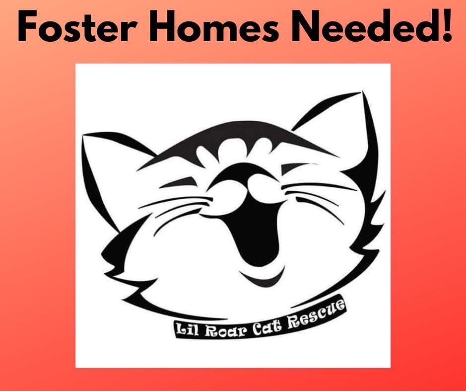 🚨 FOSTERS NEEDED! 🚨

We are looking for more foster homes to join our dedicated group of volunteers! 😺

🐾 No experience necessary, but any is welcomed! We will teach you the basics of what you need to know. 

🐾 We provide all supplies, food, litter, and medical care. We just ask that you provide a safe, nurturing environment for the kitties!

Apply here: https://forms.gle/DXPP6Xsr6xMWt3RFA

🐾 PLEASE SHARE! 🐾