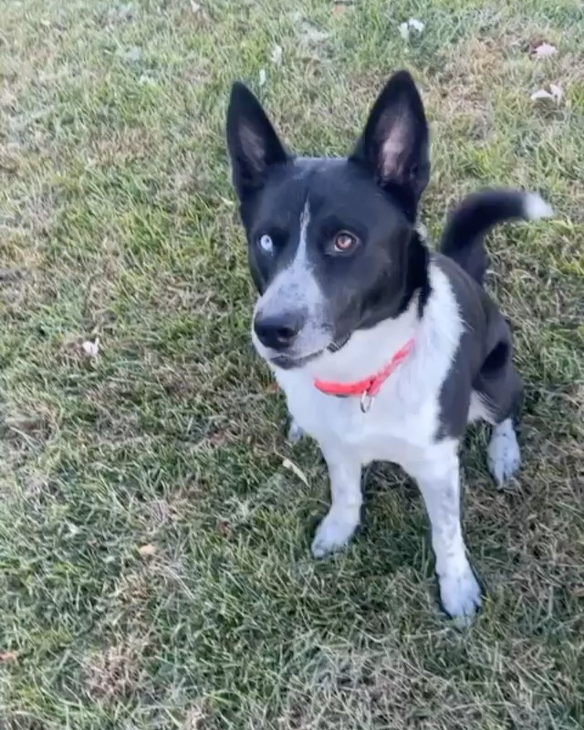 B E S T  B O Y 💙

It’s true, this 11 mo old husky mix really is *the best boy* and is ready to give you all his love! 💙

Groot loves to run and play outside and play ball (check out the video of him nailing fetch! So athletic!). He gets along wonderfully with other dogs and all people, including kids. His foster mama said he’s even fully potty trained and walks like a dream on a leash. When playtime is over he loves to cuddle and take naps with you on the couch … what more could you want?! 💙

If this *best boy* sounds like a good fit for your active home, fill out an app to meet him!! 💙

<a target='_blank' href='https://www.instagram.com/explore/tags/adoptme/'>#adoptme</a> <a target='_blank' href='https://www.instagram.com/explore/tags/huskymix/'>#huskymix</a> <a target='_blank' href='https://www.instagram.com/explore/tags/rescuedog/'>#rescuedog</a> <a target='_blank' href='https://www.instagram.com/explore/tags/heterochromia/'>#heterochromia</a> <a target='_blank' href='https://www.instagram.com/explore/tags/dogsofstl/'>#dogsofstl</a> <a target='_blank' href='https://www.instagram.com/explore/tags/bestboy/'>#bestboy</a> <a target='_blank' href='https://www.instagram.com/explore/tags/dogsofstlouis/'>#dogsofstlouis</a> <a target='_blank' href='https://www.instagram.com/explore/tags/gooddog/'>#gooddog</a> <a target='_blank' href='https://www.instagram.com/explore/tags/familydog/'>#familydog</a> <a target='_blank' href='https://www.instagram.com/explore/tags/active/'>#active</a> <a target='_blank' href='https://www.instagram.com/explore/tags/fosteringsaveslives/'>#fosteringsaveslives</a> <a target='_blank' href='https://www.instagram.com/explore/tags/shelterdog/'>#shelterdog</a> <a target='_blank' href='https://www.instagram.com/explore/tags/adoptdontshop/'>#adoptdontshop</a> <a target='_blank' href='https://www.instagram.com/explore/tags/pickme/'>#pickme</a> <a target='_blank' href='https://www.instagram.com/explore/tags/husky/'>#husky</a> <a target='_blank' href='https://www.instagram.com/explore/tags/handsome/'>#handsome</a>