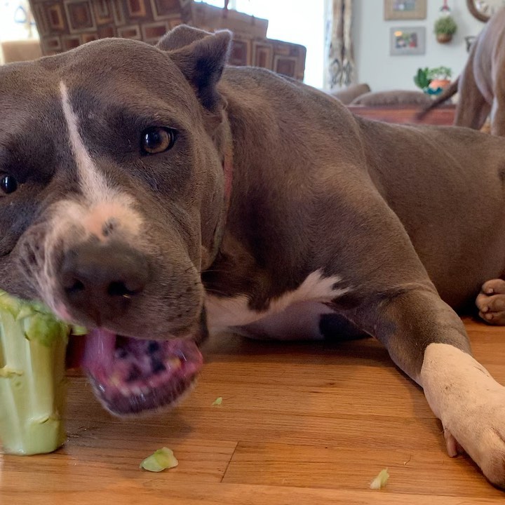 Lacey loves her afternoon broccoli snack and she takes it pretty serious. 😂 I didn’t know which of the 4 pics/vids to put as the first slide because they are ALL amazing. 

How is Lacey still available for adoption? She is so cool, calm and collected. The queen of chillaxing. I rarely have a low energy Pit Bull like her so if you love to relax, Lacey would love to relax with you. 

She still likes her 2 short walks a day but enjoys being at home with her foster mom most. 

Fostering is meant to be a stepping stone on their journey to their forever home. LACEY WOULD LOVE A HOME FOR THE HOLIDAYS. 🙏🏻🙏🏻

Lacey prefers a calm household because she’s the most calm dog I know. Doesn’t need to have another dog but does enjoy the company of other dogs so long as they are mellow, just like her. 

She’s@abiut 3-4 years old, 60lbs and the easiest, breeziest, low maintenance girl I know

Please share Lacey ❤️

Foster @arielledustin 
<a target='_blank' href='https://www.instagram.com/explore/tags/frankielolaandfriends/'>#frankielolaandfriends</a>