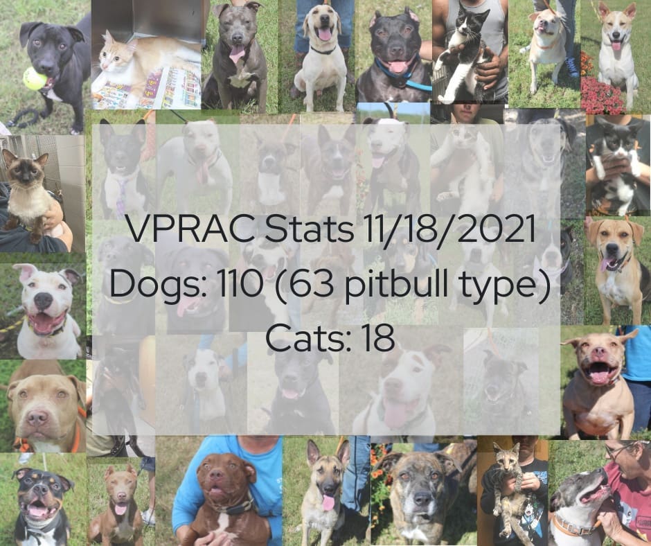 Current stats at the Vermilion Parish Shelter. We are absolutely drowning. This shelter should hold less than half of this count. If you can volunteer, foster, adopt, or if you are a rescue with room for even 1 or 2 animals, please reach out to animalaidvermilion@gmail.com 🐾