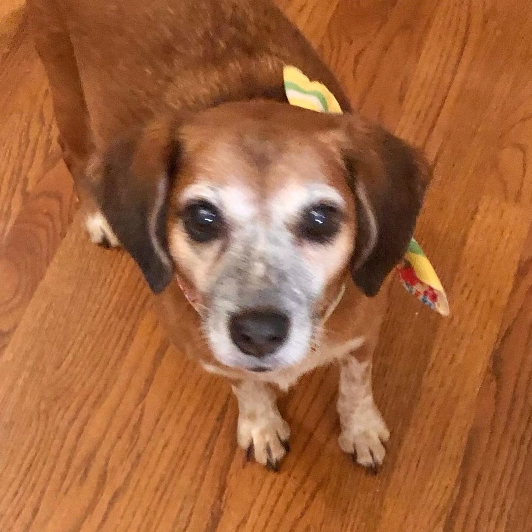 I thought I posted the hamsters but here they are big and I didn’t find them on my Facebook posts “Donut” & his son and watch for updates on the needs for Miss Daisy who is awaiting surgery on Thursday., Mollis’s pics & more lovemuttsrescue.org