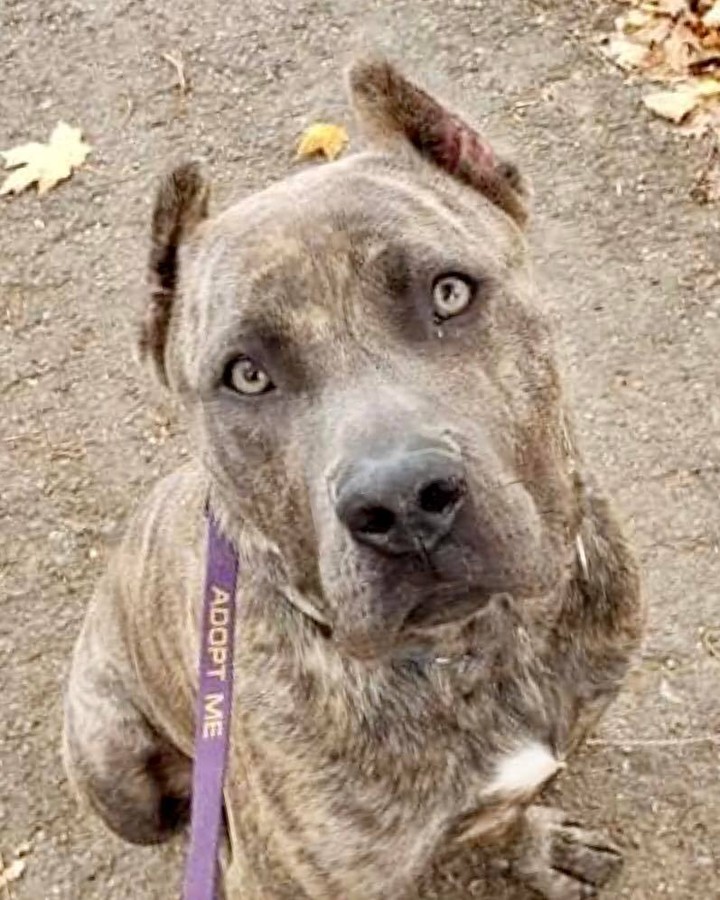 🐾🐾🐾 Kain 🐾🐾🐾

This big puppy has been working on basic obedience and confidence building. He’s making progress and has the CGC test in his sights! 

Friends,
Kain here to remind you about the ways you can support Fat Heads Rescue during the holiday season. 
🛒 Link your Kroger card to us through My Community Rewards (FREE to you) and Kroger donated a portion of sales to us. 
📦 Link your Amazon account to us through Amazon Smile (FREE to you) and Amazon donates a portion of sales to us. 
🎁 Sign up for the Rescue Dogs Rock Club by Copper Daisy Botique (this would make a great gift!) and they’ll donate a portion of proceeds to us! <a target='_blank' href='https://www.instagram.com/explore/tags/supportsmallbusiness/'>#supportsmallbusiness</a> 
📸 Schedule your Senior Dog portrait session with Wesley! (Link in comments/bio)
📝 shop our wishlists on Amazon & Chewy (link in comments/bio) 
📌 Check out our Giving Tuesday Campaign! 
🐶 Adopt a dog! 
I’m still looking for my forever home! 
Tell your friends!
- Kain