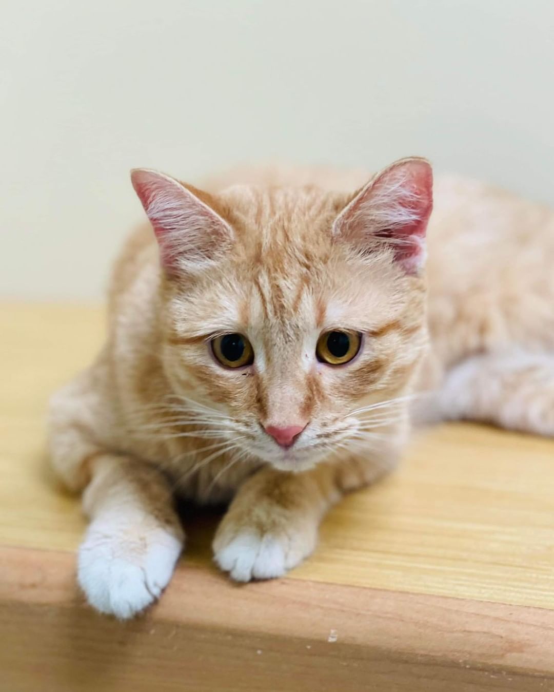 MEET ME AT PETCO! Willow has been waiting 2 weeks now for a family to stop by and discover that she is friendly, playful, funny, cute, an amazing jumper, and just a great cat!

Stop by the Ames Petco now and say hi!😻<a target='_blank' href='https://www.instagram.com/explore/tags/boonehumanesociety/'>#boonehumanesociety</a> <a target='_blank' href='https://www.instagram.com/explore/tags/adoptwillow/'>#adoptwillow</a> <a target='_blank' href='https://www.instagram.com/explore/tags/adoptlove/'>#adoptlove</a> <a target='_blank' href='https://www.instagram.com/explore/tags/adoptatpetco/'>#adoptatpetco</a>