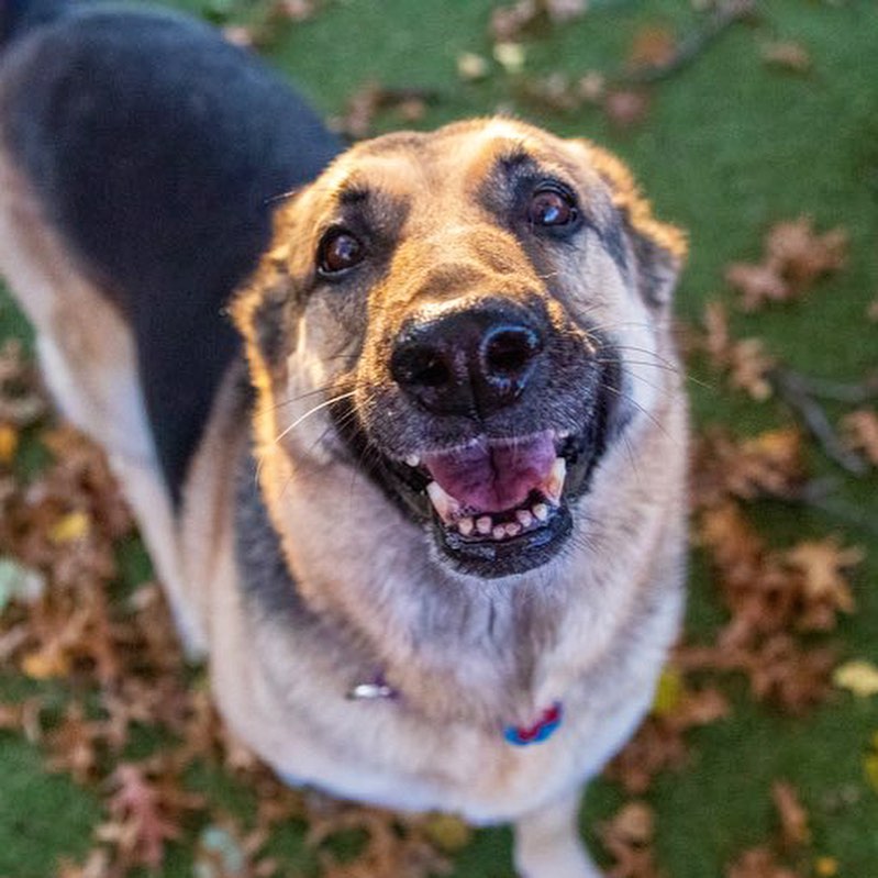 We’ll just leaf these here. 🍂🐶
Meet Myrtle! This sweet and adorable lady came to us from Dallas, Texas and is looking for a home outside the city. She’s 7-years-old and knows no personal space when it comes to getting scratches and cuddles. Myrtle walks well on a leash and loves to spend time outdoors. She can be a little too interested in small animals and cats so she prefers to be the only furry friend in your home. Stop by our Boston Animal Care & Adoption Center today to meet her when we open at 1PM!
.
.
.
.
.
Image description: photos show a happy German Shepherd dog playing outdoors in the Boston play yard. 
<a target='_blank' href='https://www.instagram.com/explore/tags/germanshepherd/'>#germanshepherd</a> <a target='_blank' href='https://www.instagram.com/explore/tags/adopt/'>#adopt</a> <a target='_blank' href='https://www.instagram.com/explore/tags/adoptdontshop/'>#adoptdontshop</a> <a target='_blank' href='https://www.instagram.com/explore/tags/dogs/'>#dogs</a> <a target='_blank' href='https://www.instagram.com/explore/tags/dogsofinstagram/'>#dogsofinstagram</a>  <a target='_blank' href='https://www.instagram.com/explore/tags/rescuedogsofinstagram/'>#rescuedogsofinstagram</a> <a target='_blank' href='https://www.instagram.com/explore/tags/rescuedog/'>#rescuedog</a>