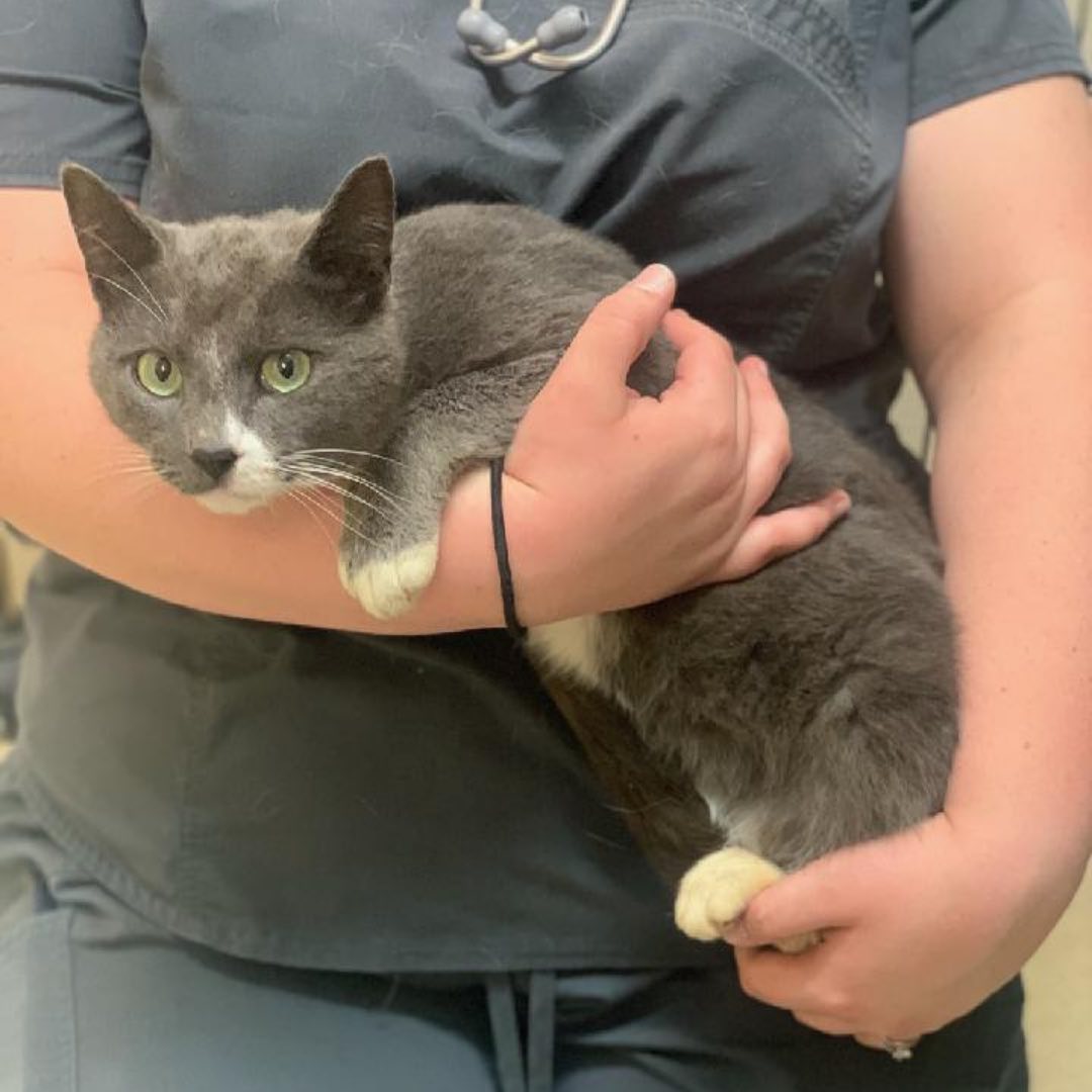 Happening now‼️ When one of our vets was contacted yesterday about a stray cat that was senselessly shot, our medical team immediately took him in...

Meet Bob Marley, our newest Furkid facing an amputation surgery today after being shot in the right leg, resulting in a broken humerus. The bullet is still lodged in his leg and we can’t even begin to understand the amount of pain, cruelty and confusion this innocent creature has been through. This amputation will cost us around $750, but we’re determined to get this Furkid the care he needs so he can live peacefully in our shelter. Please help support sweet Bob Marley with prayers and donations to his amputation surgery costs. Thank you so much!🧡 (Link in bio to donate)