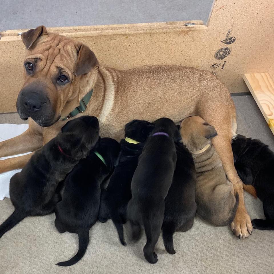 🐾💚Adopters Needed💚🐾 These little Wrinkle faced roly-poly’s are almost ready just in time for the holidays!  No doubt they will be popular when we release them. They are our Mario brothers Litter.  As you can see Princess Peach is a very proud mama and she already has an approved adopter when she’s ready! 
<a target='_blank' href='https://www.instagram.com/explore/tags/amazingstraysrescue/'>#amazingstraysrescue</a>

If you are interested, please fill out an Interest Application on our website- amazingstraysrescue.org

🐾All supplies and an amazing support team included! 

🐾 Please share this on your social media 

🐾 Want to help? All of our incoming dogs have medical bills to be paid! You could sponsor a spay or neuter!

🐾 Fostering even for just two weeks is extremely helpful to a dog in need!

🐾 All supplies included!

<a target='_blank' href='https://www.instagram.com/explore/tags/RescueDog/'>#RescueDog</a> <a target='_blank' href='https://www.instagram.com/explore/tags/AdoptDontShop/'>#AdoptDontShop</a> <a target='_blank' href='https://www.instagram.com/explore/tags/RescuePuppy/'>#RescuePuppy</a> <a target='_blank' href='https://www.instagram.com/explore/tags/ForTheLoveOfDogs/'>#ForTheLoveOfDogs</a> <a target='_blank' href='https://www.instagram.com/explore/tags/GetInvolved/'>#GetInvolved</a> <a target='_blank' href='https://www.instagram.com/explore/tags/Donate/'>#Donate</a> <a target='_blank' href='https://www.instagram.com/explore/tags/Volunteer/'>#Volunteer</a> <a target='_blank' href='https://www.instagram.com/explore/tags/FosteringSavesLives/'>#FosteringSavesLives</a> <a target='_blank' href='https://www.instagram.com/explore/tags/dogsofinstagram/'>#dogsofinstagram</a> <a target='_blank' href='https://www.instagram.com/explore/tags/dogsofinsta/'>#dogsofinsta</a> <a target='_blank' href='https://www.instagram.com/explore/tags/asradoptme/'>#asradoptme</a>