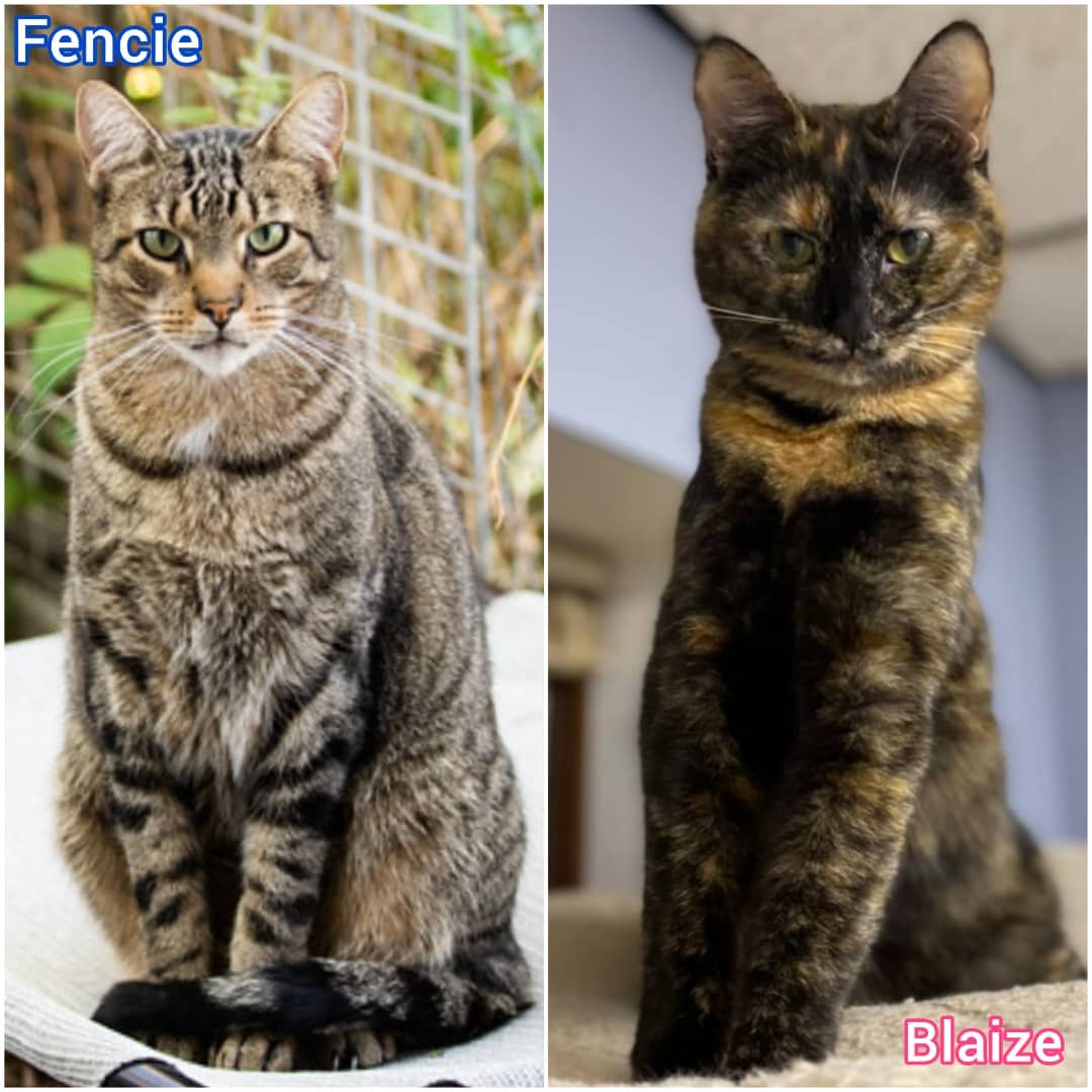 Meet Fencie & Blaize 

Blaize, 2-3 yrs, Tortoise shell. Blaize Isn't much of a human cuddler but enjoys cuddling with her best friend Fencie. She is very curious and likes to watch her Human caretakers doing office chores like running the copy machine, cleaning the dishes and sweeping the floor. Gets along well with other cats but is also quite independent. Blaize needs a home with another cat and a cat savvy adopter.

Fencie is a really handsome gentle giant but extremely shy. He was dumped at our office when he was about 7-8 months old and is now about 5 years old. He was left in the middle of the night in a box that had a big hole and he was able to get out of the box. We were not able to catch him for months. We do not know what his personality was like in his prior home but we think the time he spent outside on his own trying to survive for such a long time contributed to his fear of people.

Although shy, we believe that in a quiet home he will blossom. He gets along really well with the other office cats and as a matter of fact, they all seek him to cuddle with and groom each other, especially his girlfriend, Blaize. He is a beautiful cat on the inside and out.

If you'd like to adopt one, or both of them together, please give us a call at 614-471-9000 or email us at  mblovesdogs@hotmail.com