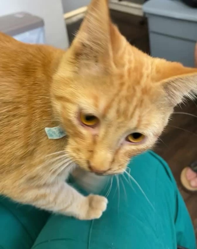 Jackson doesn’t really care for social distancing🤷🏻‍♀️🤭🐱

<a target='_blank' href='https://www.instagram.com/explore/tags/nopersonalspace/'>#nopersonalspace</a> <a target='_blank' href='https://www.instagram.com/explore/tags/demandinglove/'>#demandinglove</a> <a target='_blank' href='https://www.instagram.com/explore/tags/availableforadoption/'>#availableforadoption</a> <a target='_blank' href='https://www.instagram.com/explore/tags/catsdaily/'>#catsdaily</a>