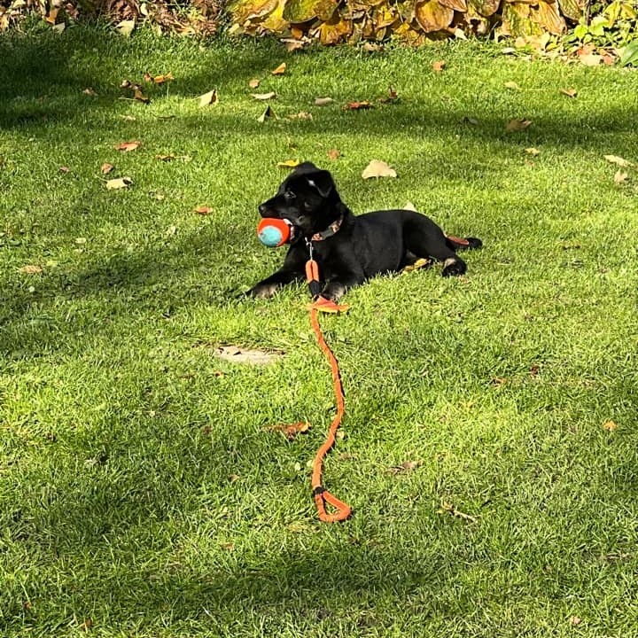 MAZIKEEN| ❌NOT AVAILABLE FOR ADOPTION YET❌ 

Enjoying the days left in the sunshine. My foster family says it’s going to get really cold soon and that I should make the most of the sun while I can. I’ve grown so much these past couple of weeks. Im finally starting to be able to reach my foster sisters head. It’s an exciting time over at the house!

❗️ Currently, Mazakeen is NOT available for adoption. All our dogs have to go through a vetting process which includes spay and neuter. It will be several weeks before Mazikeen and her siblings are ready to go to their forever homes.

❗️ We do not keep a waitlist, we only accept applications once the dog is available for adoption so that you have a chance to read through their bio and ensure the dog is a good fit for your family and lifestyle. 

❗️ Check out our link in our bio for a list of our available dogs ready for adoption. 

<a target='_blank' href='https://www.instagram.com/explore/tags/rescue/'>#rescue</a> <a target='_blank' href='https://www.instagram.com/explore/tags/preciouspaws/'>#preciouspaws</a> <a target='_blank' href='https://www.instagram.com/explore/tags/dogrescue/'>#dogrescue</a> <a target='_blank' href='https://www.instagram.com/explore/tags/adoptdontshop/'>#adoptdontshop</a> <a target='_blank' href='https://www.instagram.com/explore/tags/puppiesofinstagram/'>#puppiesofinstagram</a>