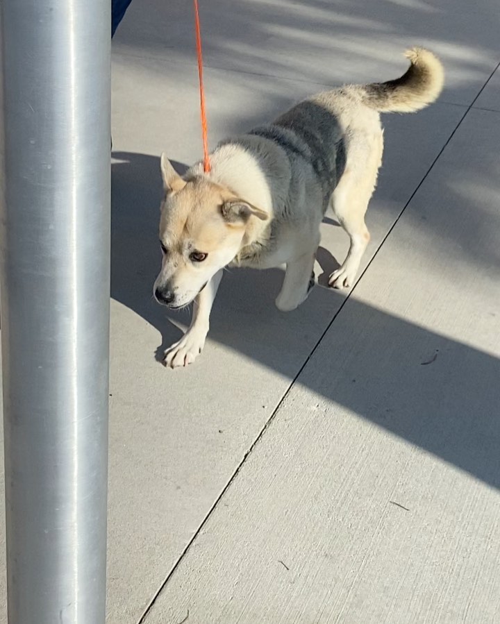 Meet Henri!  <a target='_blank' href='https://www.instagram.com/explore/tags/A1733140/'>#A1733140</a> This boy was so nervous as he exited OC death row. He did not want treats and pooped in his crate as we pulled out of the shelter. Henri was sched to be killed but as w all of our rescues the staff has been great in helping us get these dogs out. (Really wish more rescues would come back and help out). Henri was so stressed in his kennel at the shelter he actually broke the kennel bars!  He was a bit disheveled but that will change.  He will decompress and then get some training.  He met his trainer who got him out of his crate and walked him a bit without incident.  Updates to follow.
