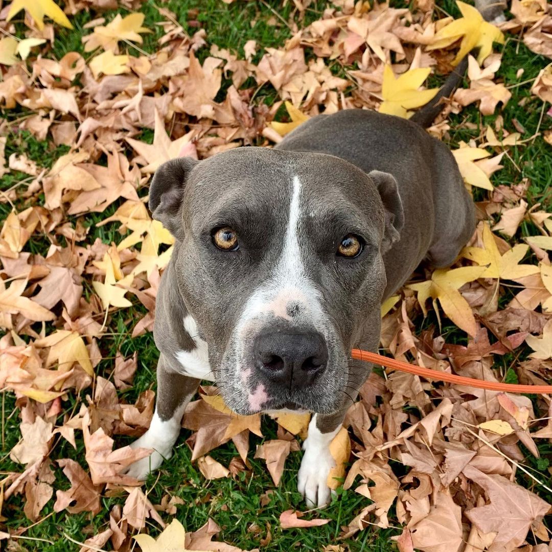 Lacey loves her afternoon broccoli snack and she takes it pretty serious. 😂 I didn’t know which of the 4 pics/vids to put as the first slide because they are ALL amazing. 

How is Lacey still available for adoption? She is so cool, calm and collected. The queen of chillaxing. I rarely have a low energy Pit Bull like her so if you love to relax, Lacey would love to relax with you. 

She still likes her 2 short walks a day but enjoys being at home with her foster mom most. 

Fostering is meant to be a stepping stone on their journey to their forever home. LACEY WOULD LOVE A HOME FOR THE HOLIDAYS. 🙏🏻🙏🏻

Lacey prefers a calm household because she’s the most calm dog I know. Doesn’t need to have another dog but does enjoy the company of other dogs so long as they are mellow, just like her. 

She’s@abiut 3-4 years old, 60lbs and the easiest, breeziest, low maintenance girl I know

Please share Lacey ❤️

Foster @arielledustin 
<a target='_blank' href='https://www.instagram.com/explore/tags/frankielolaandfriends/'>#frankielolaandfriends</a>