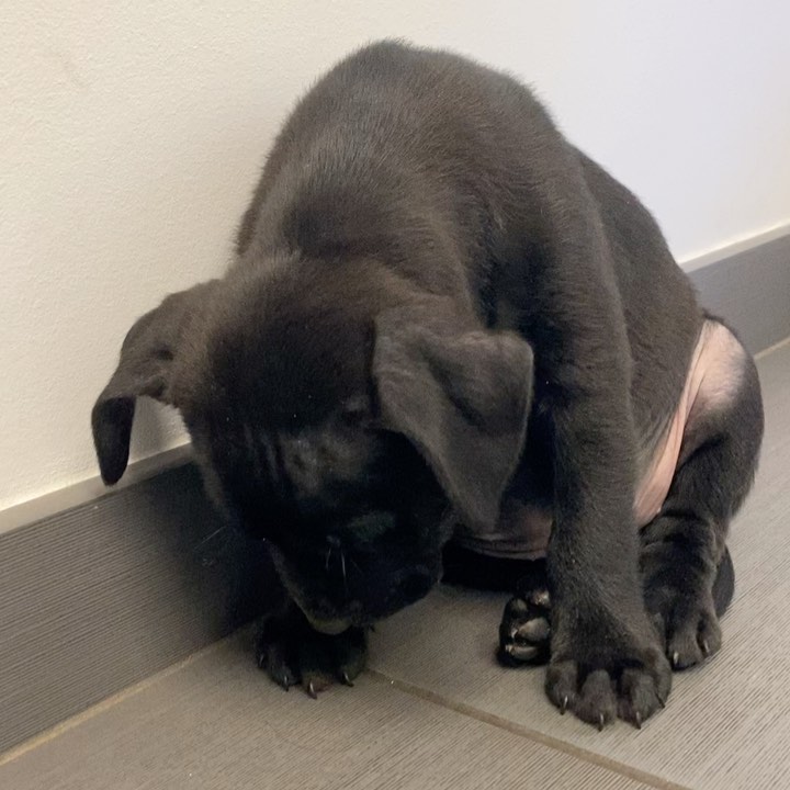 🥰Elvira falling asleep sitting up at the vet is all of us this hump-day !!! 🤣 🤣 

“Welcome back” Elvira! We have two more days until Friday !!! 🤪🥰😂

🐾Elvira and her “Halloween 🎃 litter” siblings are available for adoption at Twotailzrescue.org !

<a target='_blank' href='https://www.instagram.com/explore/tags/humpdayhumor/'>#humpdayhumor</a> <a target='_blank' href='https://www.instagram.com/explore/tags/happyhumpday/'>#happyhumpday</a> <a target='_blank' href='https://www.instagram.com/explore/tags/sillypuppy/'>#sillypuppy</a> <a target='_blank' href='https://www.instagram.com/explore/tags/doggyhumor/'>#doggyhumor</a> <a target='_blank' href='https://www.instagram.com/explore/tags/puppyhumor/'>#puppyhumor</a> <a target='_blank' href='https://www.instagram.com/explore/tags/funnydogs/'>#funnydogs</a> <a target='_blank' href='https://www.instagram.com/explore/tags/adoptdontshop/'>#adoptdontshop</a> <a target='_blank' href='https://www.instagram.com/explore/tags/adoptapuppy/'>#adoptapuppy</a> <a target='_blank' href='https://www.instagram.com/explore/tags/rescueapuppy/'>#rescueapuppy</a> <a target='_blank' href='https://www.instagram.com/explore/tags/blackpuppiesofinstagram/'>#blackpuppiesofinstagram</a> <a target='_blank' href='https://www.instagram.com/explore/tags/twotailzrescue/'>#twotailzrescue</a>