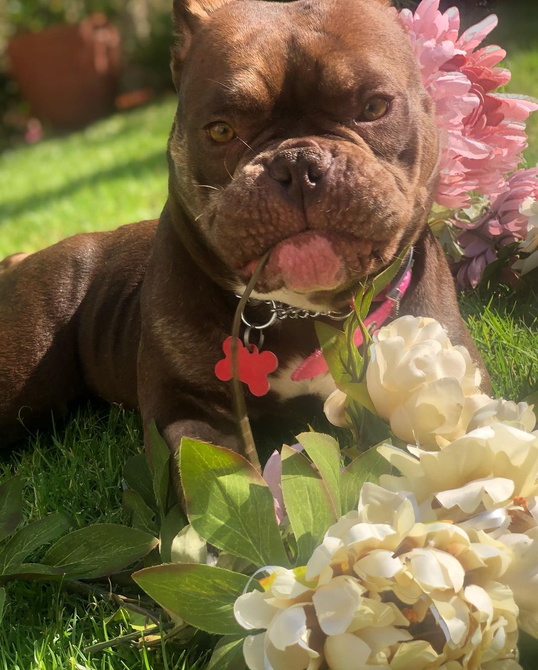 Swooooooning over this photoshoot of LAVERNE 🌸😍

Laverne joined us last week! She was dumped with Shirley in a shelter night-drop, and just like Shirley, this poor girl was in need of immediate medical attention. We were able to save them both and thanks to our friends at CARES, Laverne & Shirley received the care they needed for vaginal prolapse, spays, dentals and lots more.

Big shoutout to Yas who stepped up to foster Laverne, despite her extra medical needs, and snapped these adorrrrrable photos! 🥰 Laverne is doing great, settling in nicely to her new foster home, eating well and a total sweetie pie. When she first got to @yawesome’s, she was dragging her back left leg, but that is no longer the case and she can touch her toes to the ground!

In fact…Laverne’s doing TOO well 🤣 She needs to be on crate rest while she heals and lil miss thang thinks she’s ready to run around! Soon baby girl soooonnnnnn!

She’s about 39 pounds, 4 years old, good with other dogs and older kids. If you’d like to meet miss Laverne, please fill out an adoption application on our website thelittlereddog.org or click the link in our bio!

Thank you to everyone who continues to support our mission so we can urgently save dogs like Laverne & Shirley and provide second chances. Can’t do it without ya! ❤️