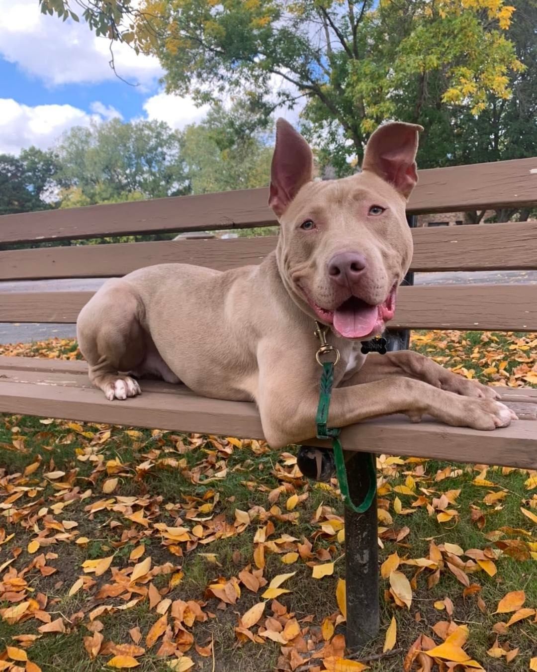 Kevin was rescued from a local MN shelter as a young pup. He spent a lot longer in foster than we ever expected. His mama couldn’t resist his handsome face & of course his EARS! Kevin’s adopter is working with one of our trusted trainers & he just passed his AKC Canine Good Citizen and Novice trick test!! Another amazing alumni rocking adoptive life💙

Please help us continue to save dogs like Kevin. Donate here: https://www.givemn.org/story/4psr2021